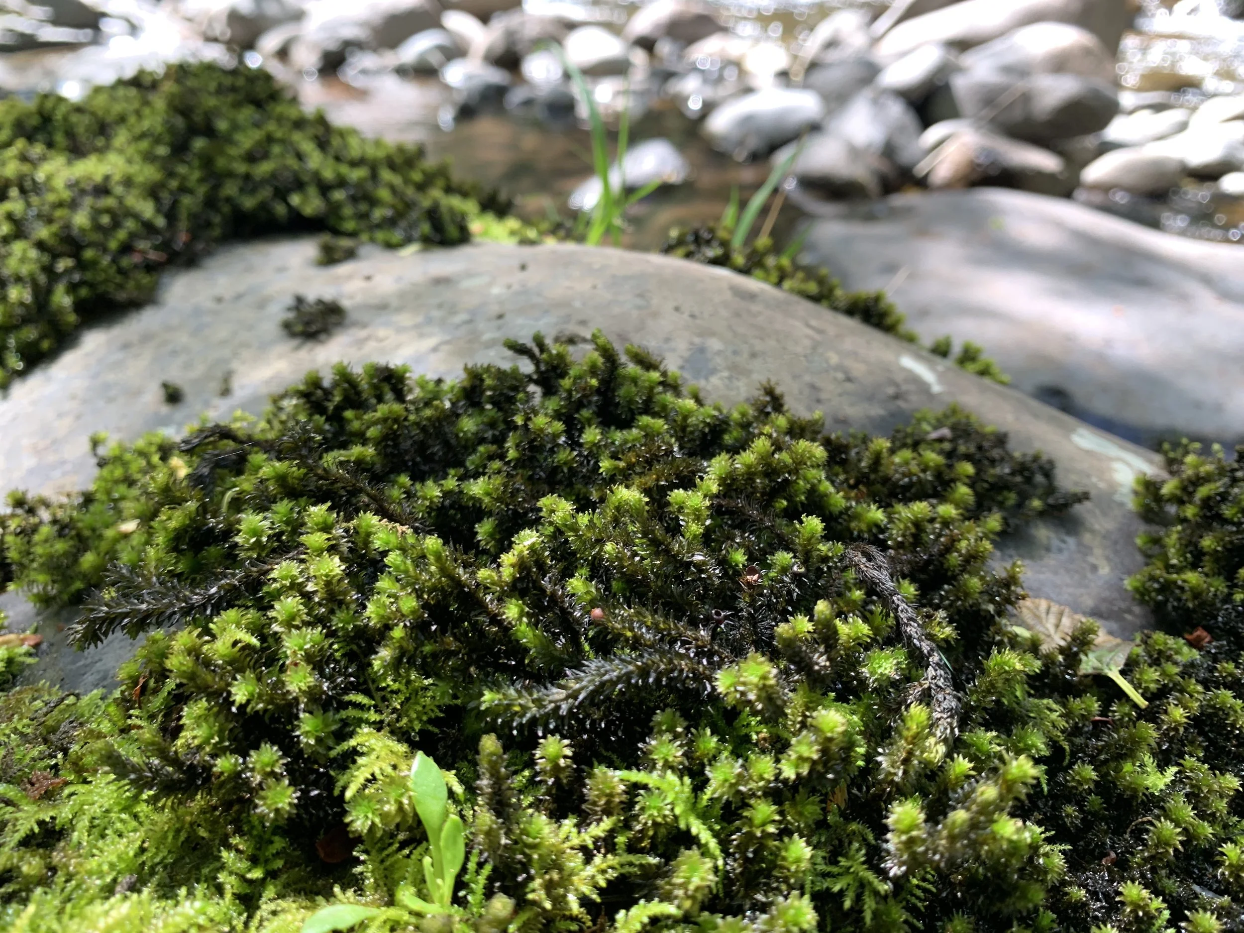 Bake Sale Announced by Board to Raise Funds for Bobo Creek Work!