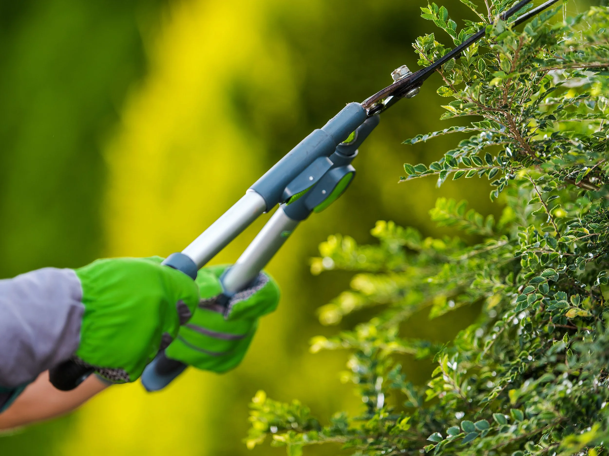 A person wearing green gloves using pruning shears to trim a bush with green leaves.