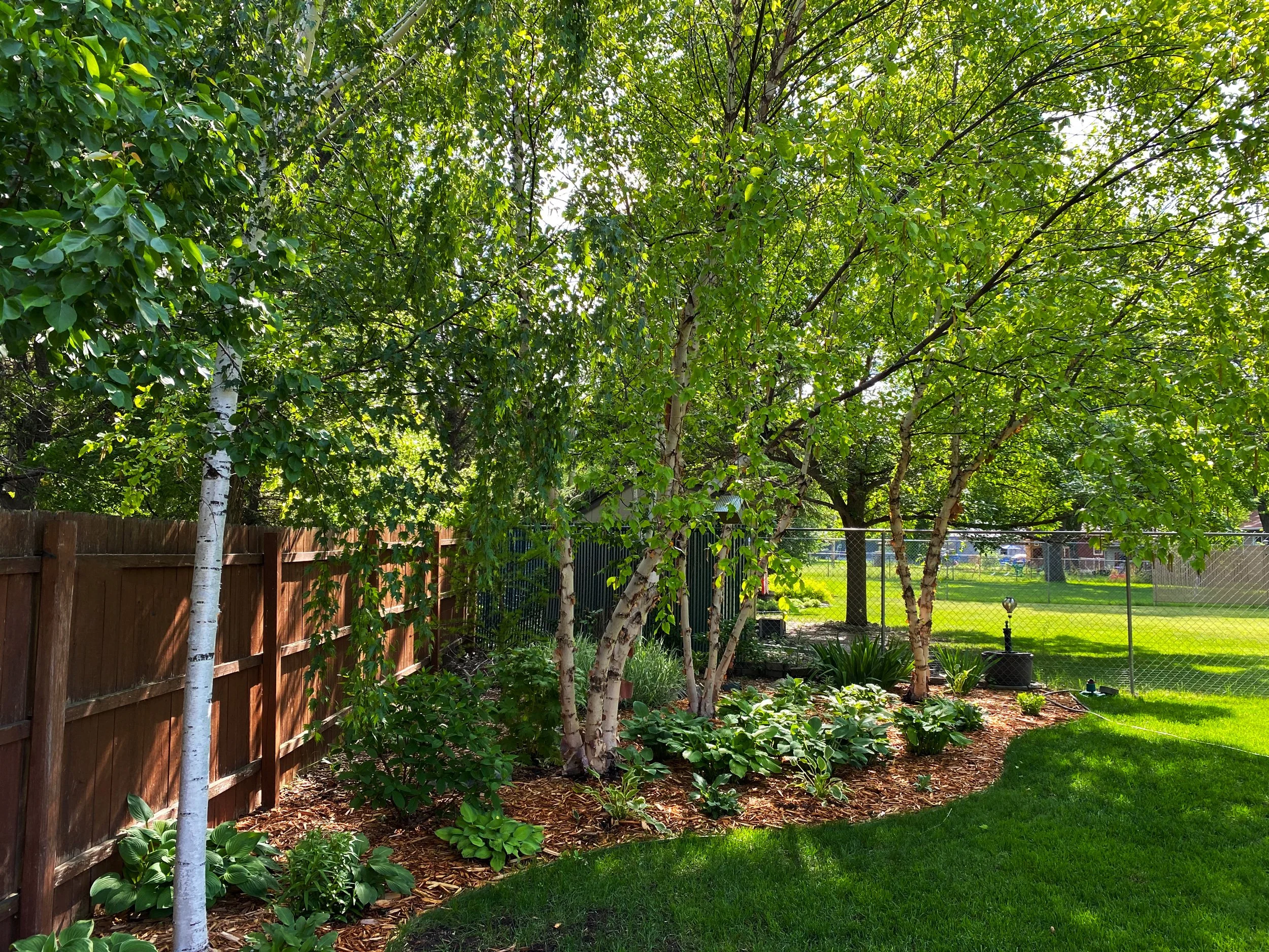 A lush backyard garden with green grass, a wooden fence, a chain-link fence, and various trees and plants, including hostas and a small flowering tree, under bright sunlight.