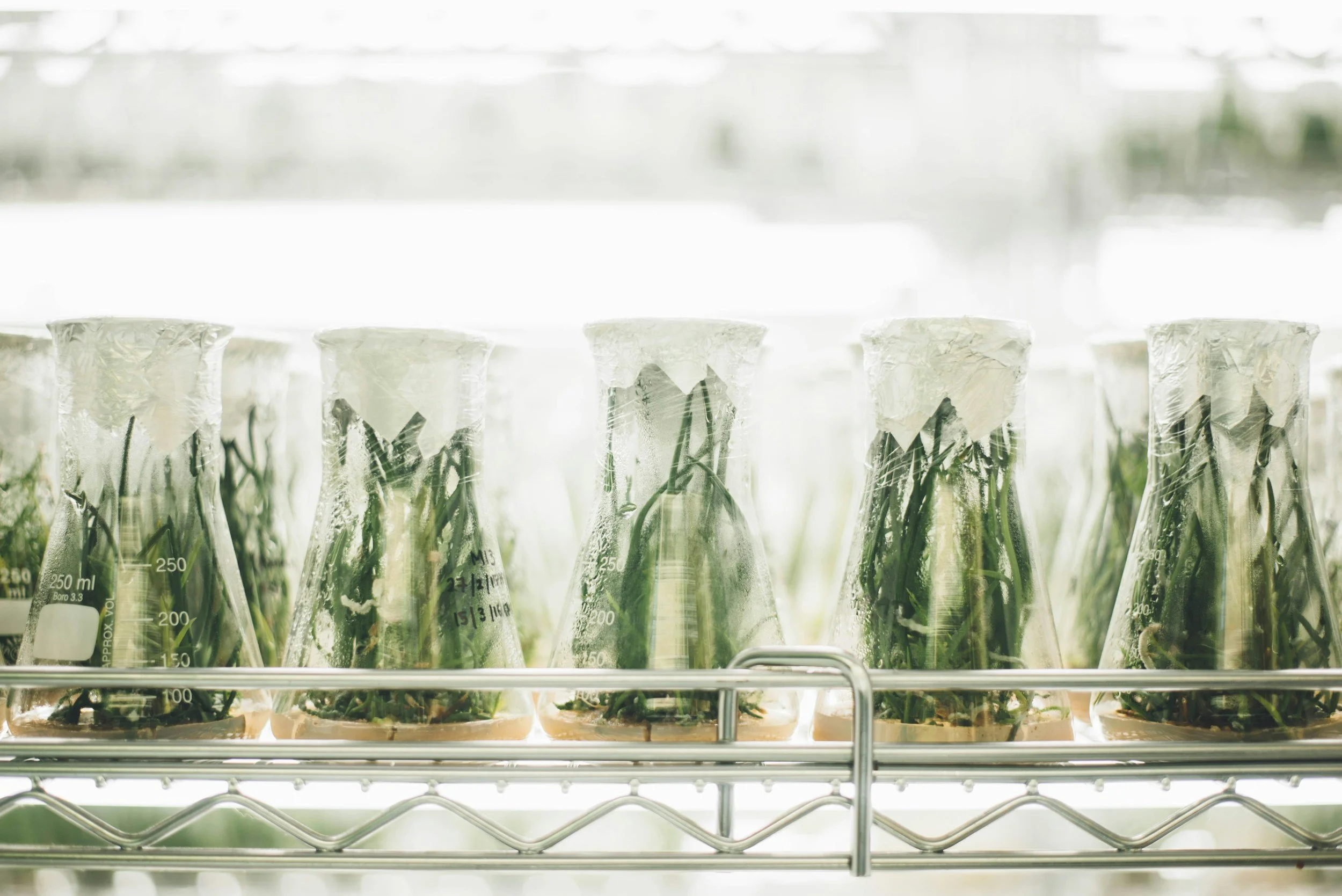 Laboratory glass beakers with plants growing inside, placed on a metal shelf in a bright environment.