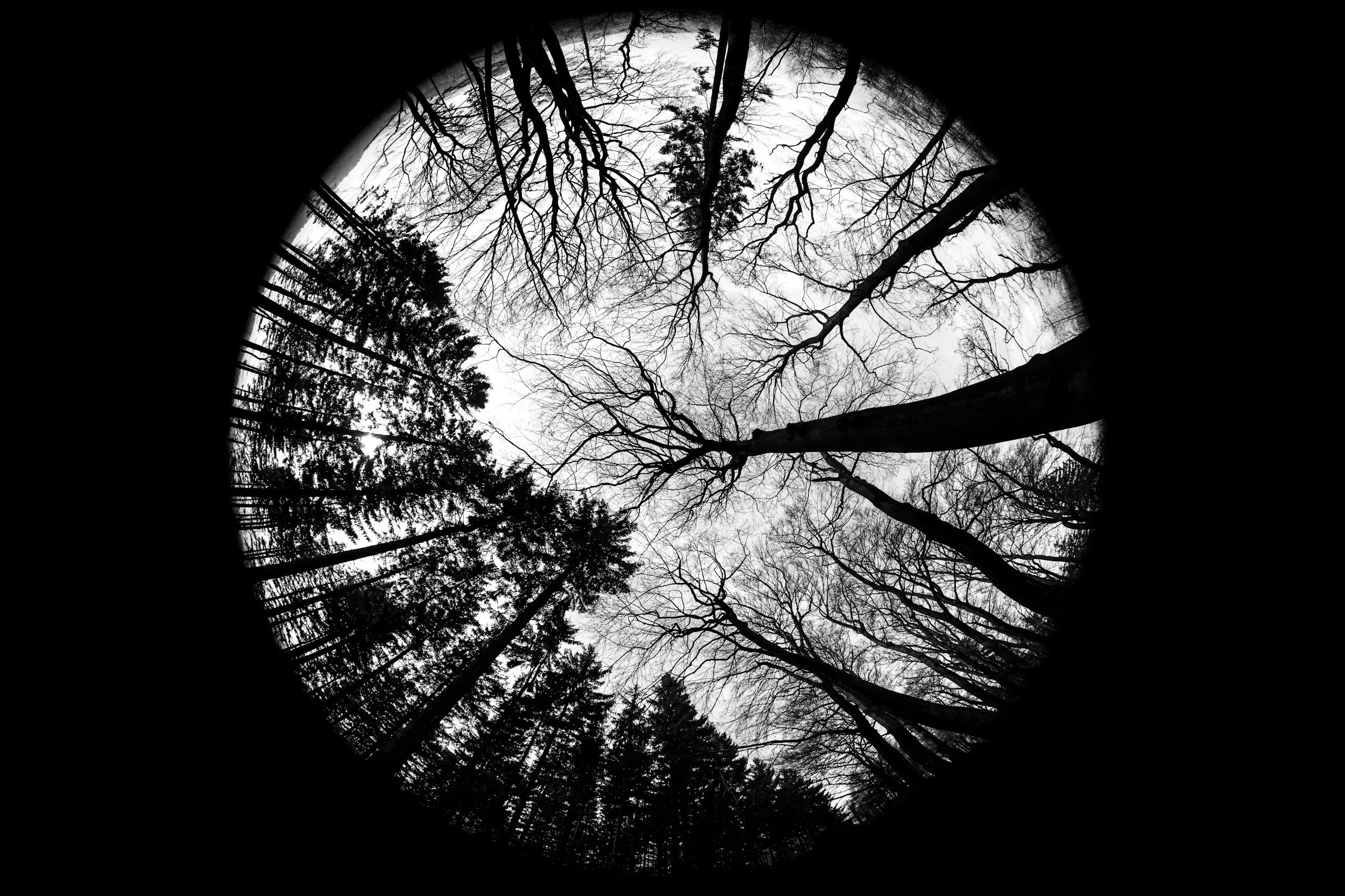Black and white photograph taken from the ground looking up at leafless trees with a circular, fisheye perspective.