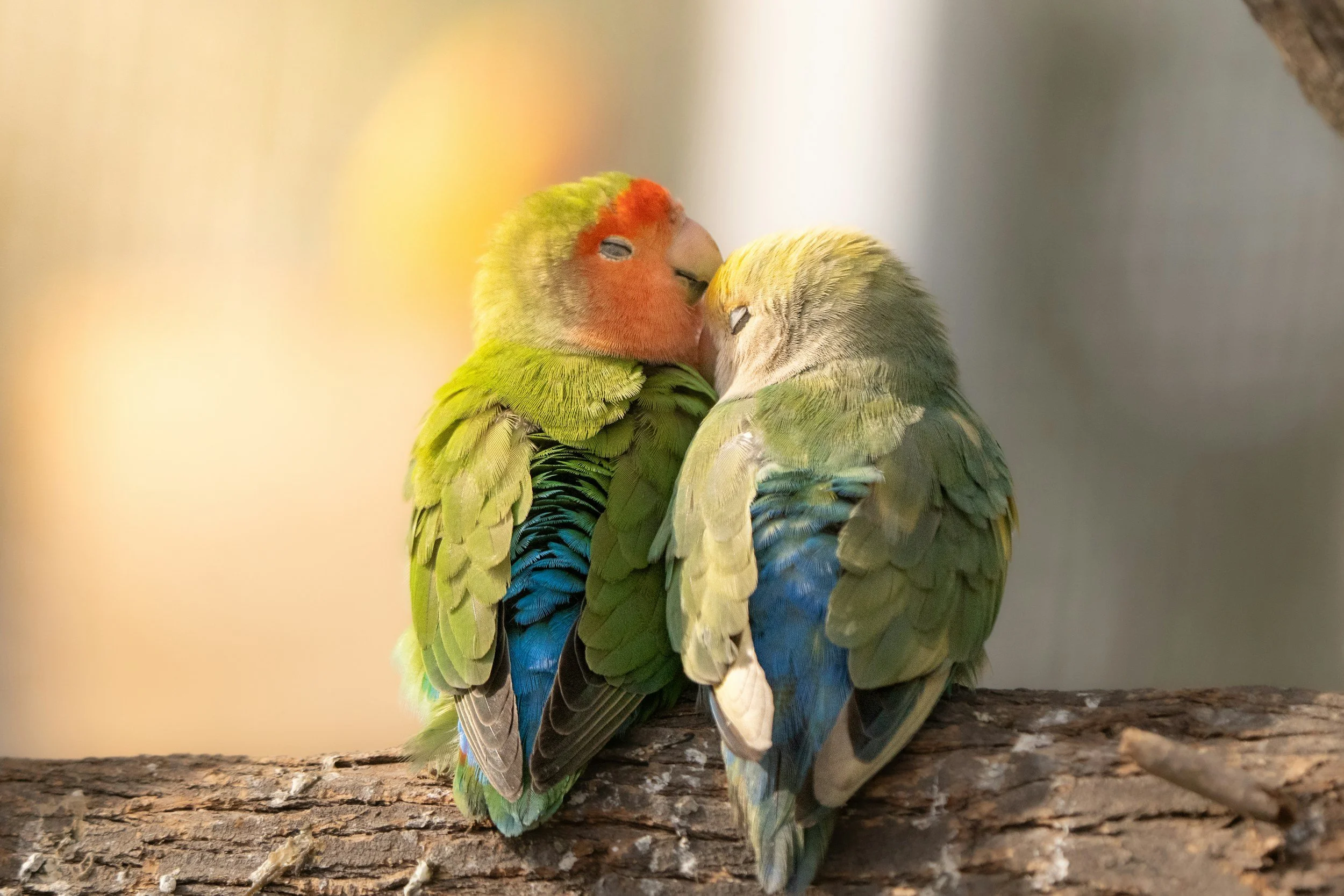 Two colorful parrots hugging on a tree branch, with blurred background.