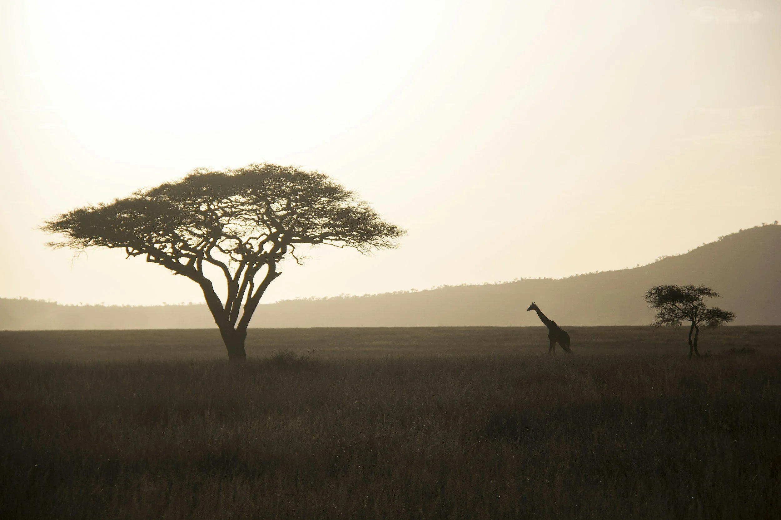 Silhouette of a large tree, a giraffe, and a smaller tree in an African savanna during sunset or sunrise.