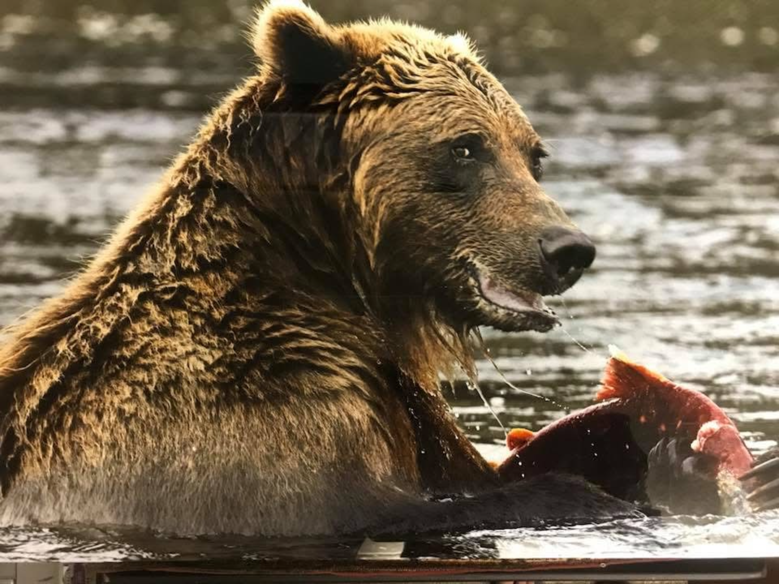 A bear in water holding a fish in its mouth, with a blurred water background.