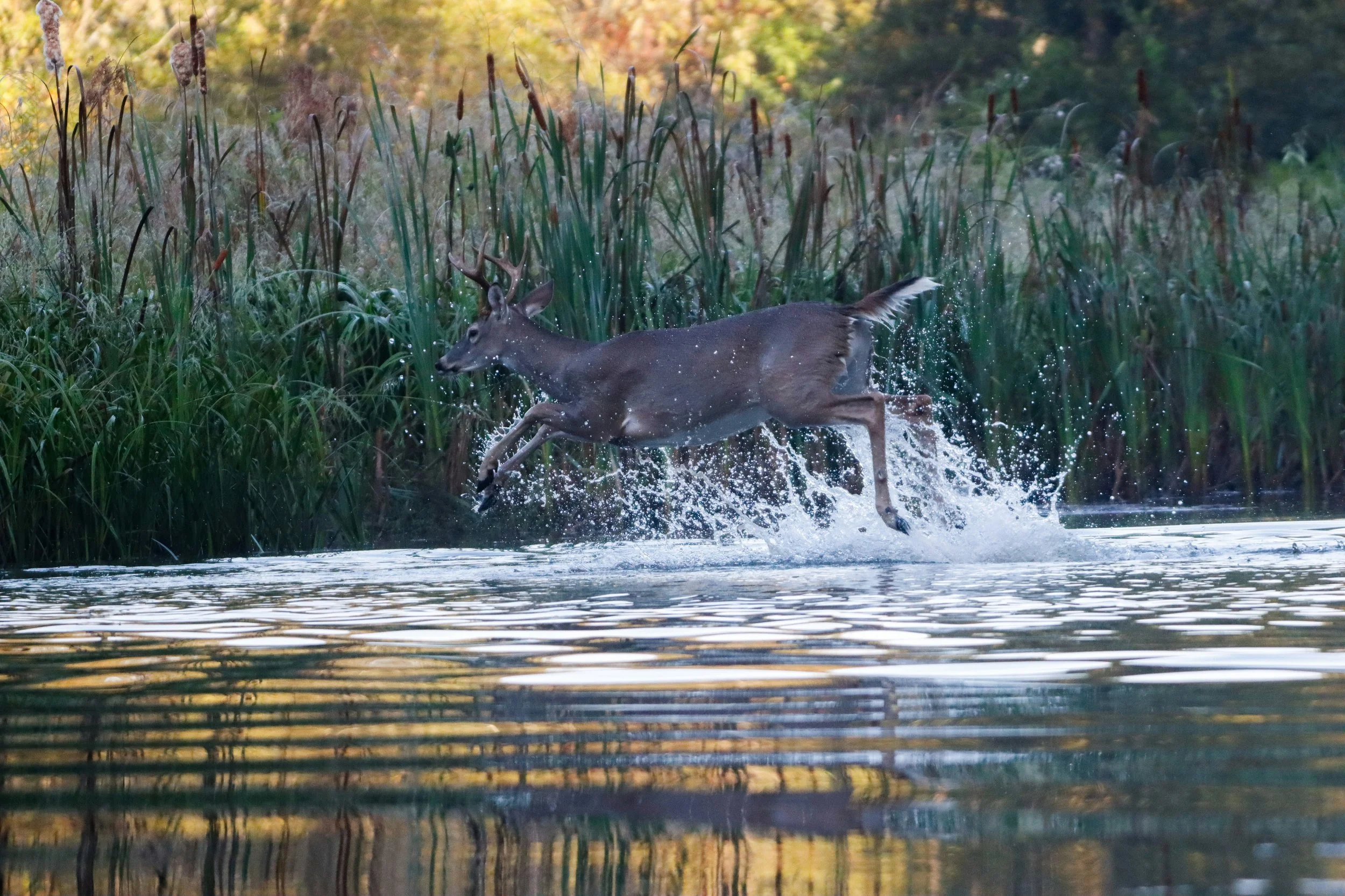 A deer running through a body of water surrounded by tall green grass and trees.