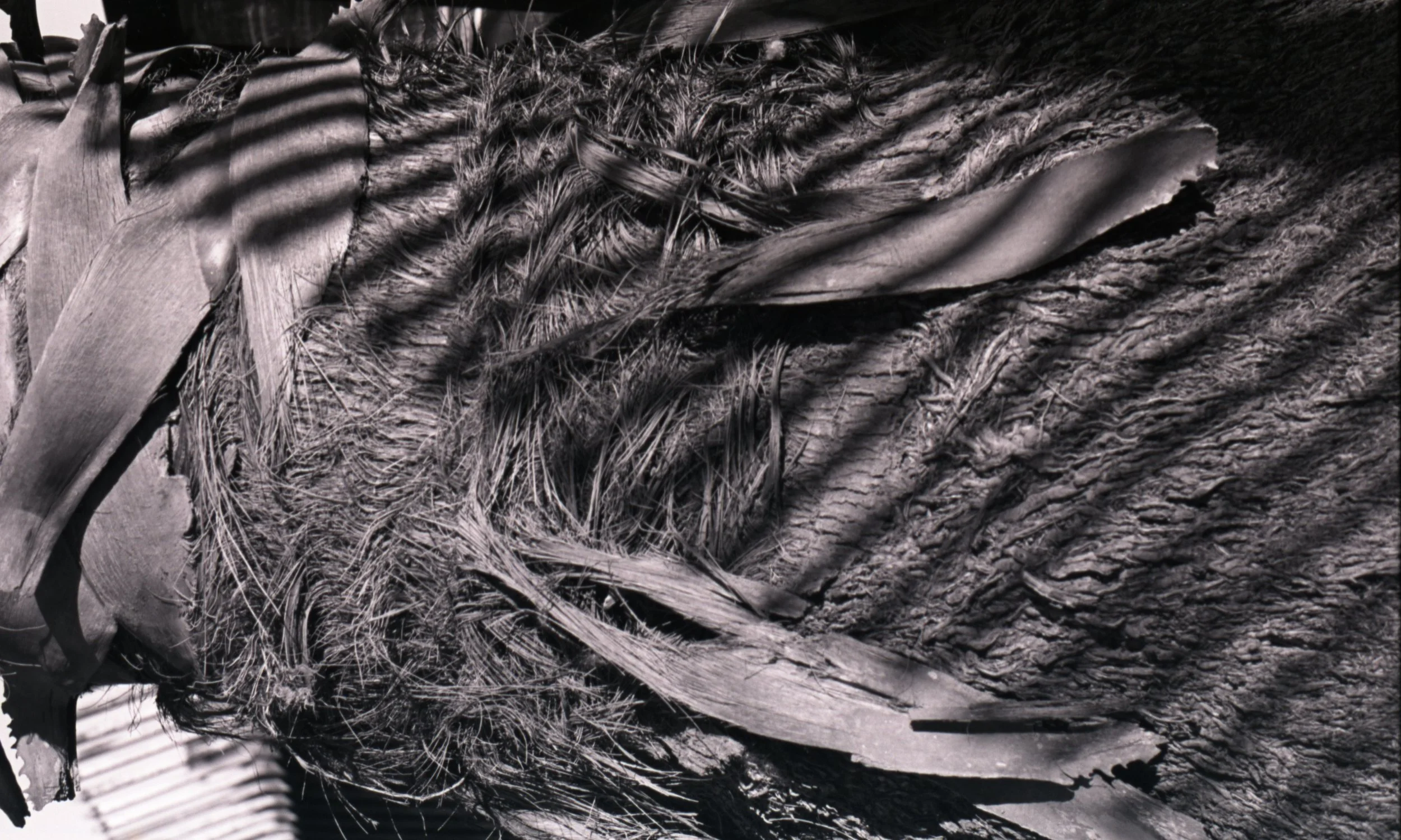 "Scars II"
Color negative 35mm (developed B&W),
February 2026