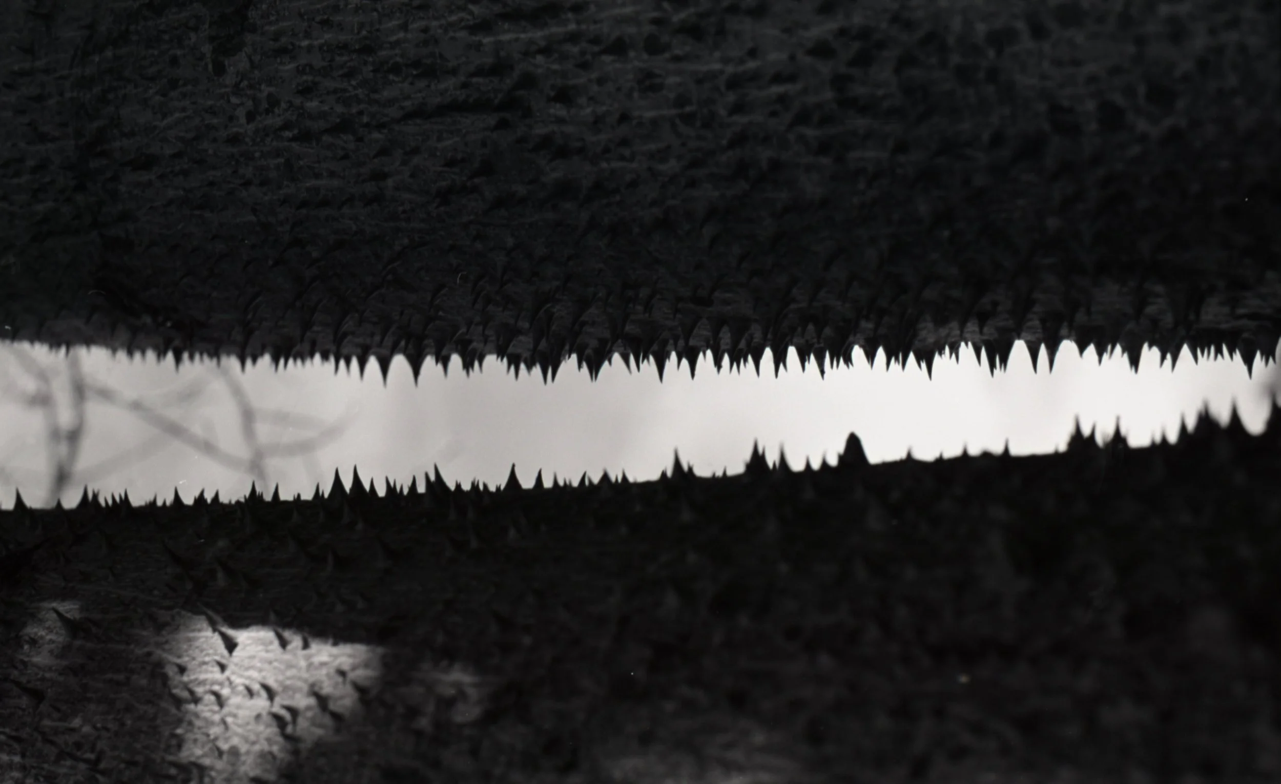 "Scars I"
Color negative 35mm (developed B&W),
February 2026