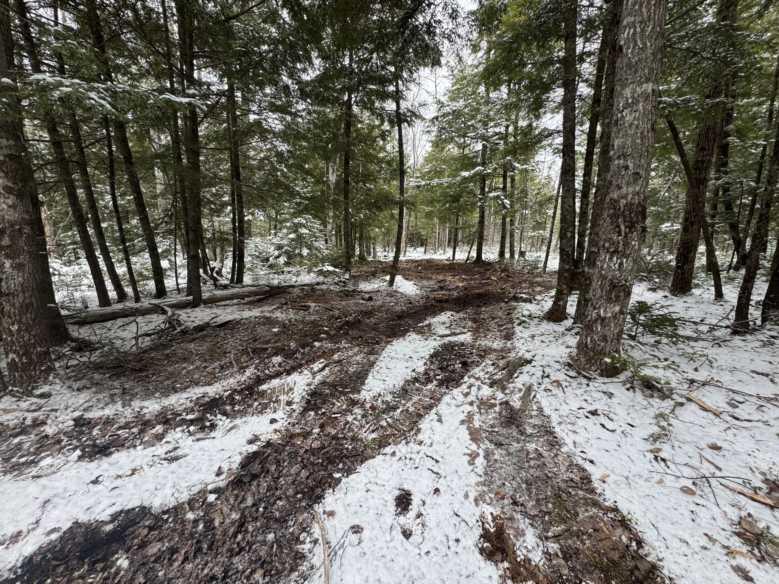cleared out Snow-covered forest trail with tire tracks among tall trees and green foliage.