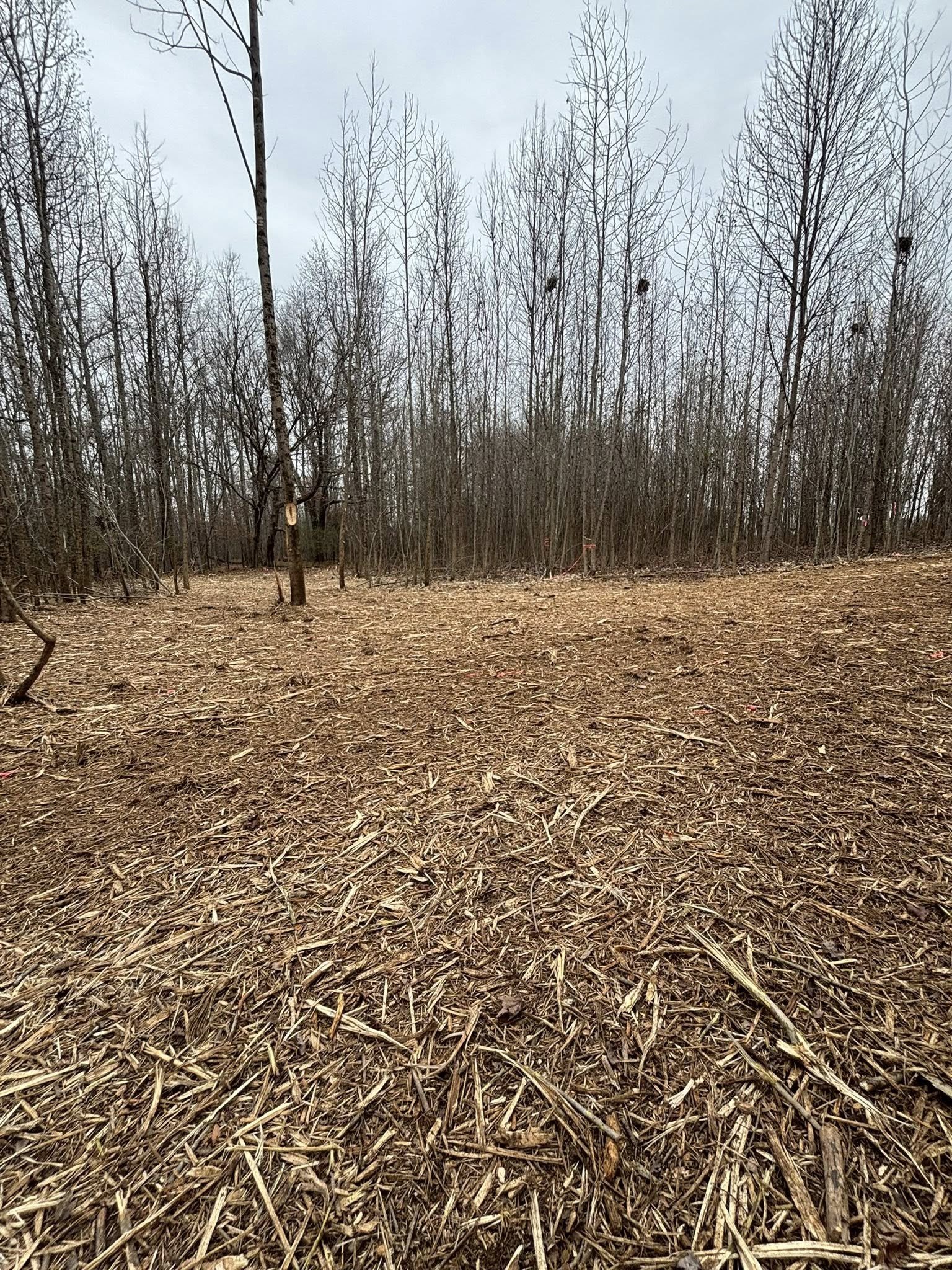 a piece of cleared land, that is mulched