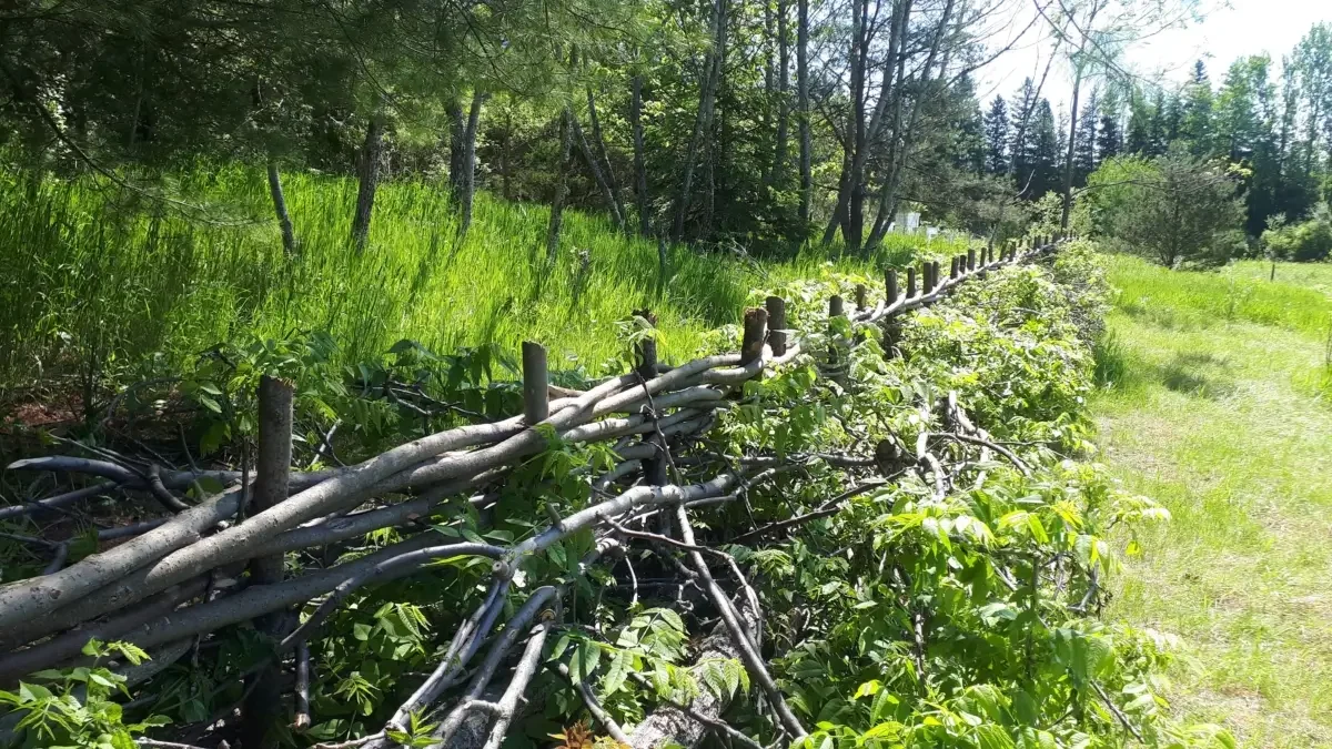 A wooden fence with intertwined branches runs along a grassy field, needing to be cleared and spaced