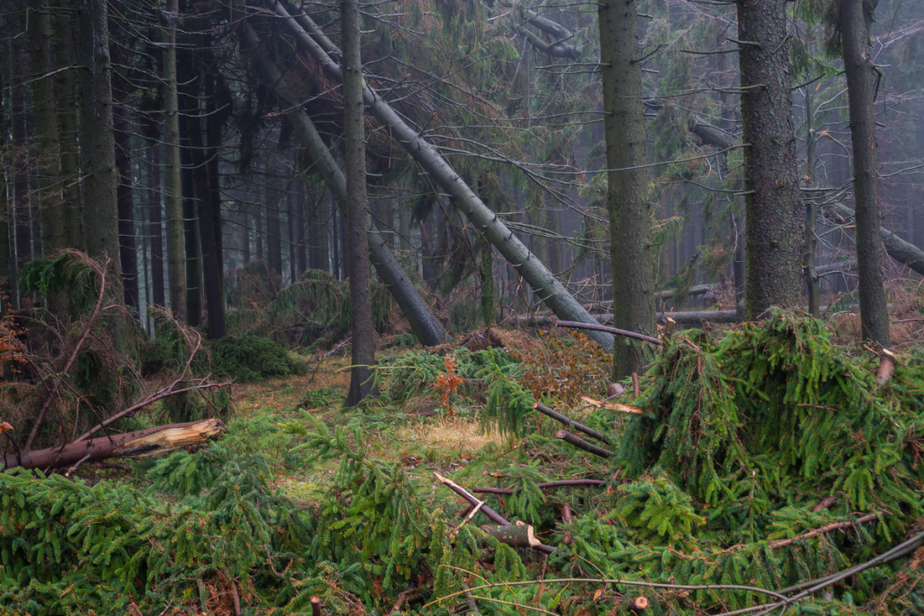 Fallen trees and broken branches in a dense forest with fog, in need of clearing