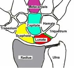 Scapholunate Ligament Injuries