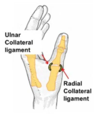 Skiers thumb Anatomy