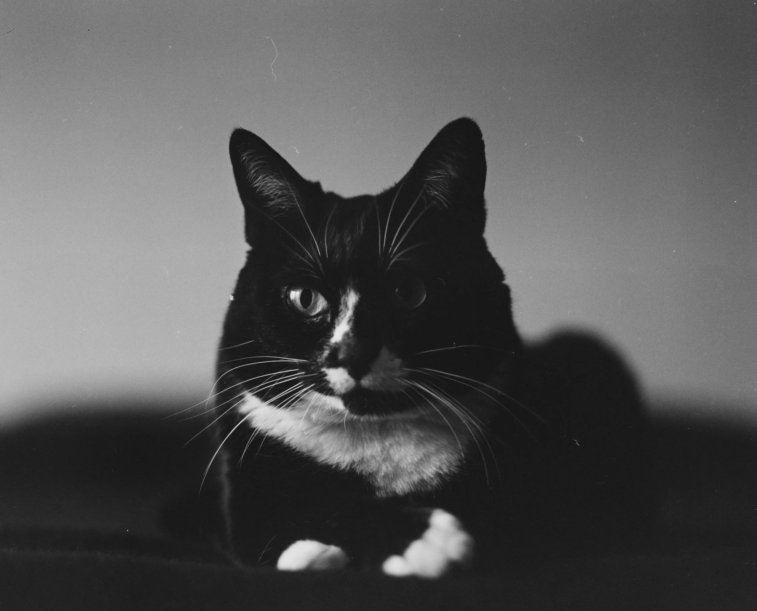 My cat through a Mamiya RB67.