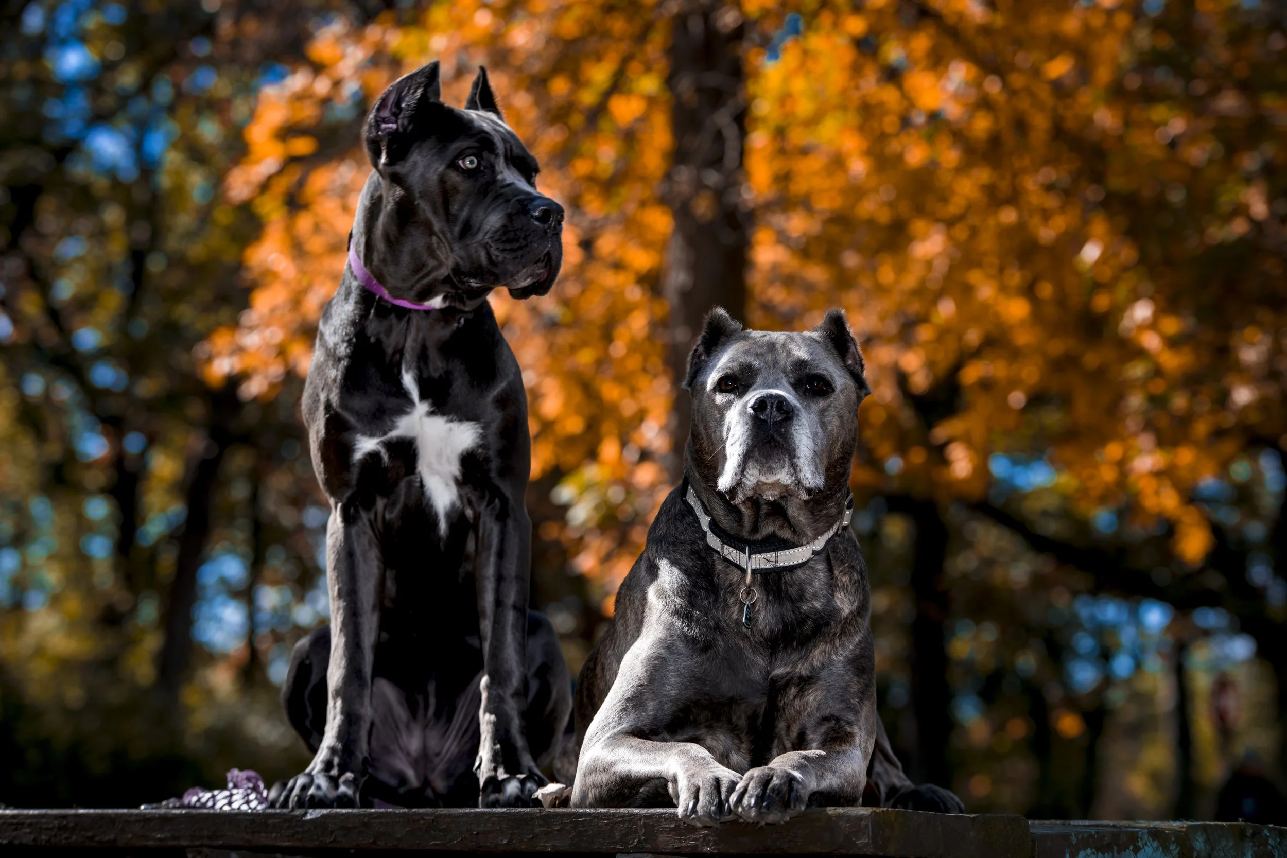 Two wonderful dogs.