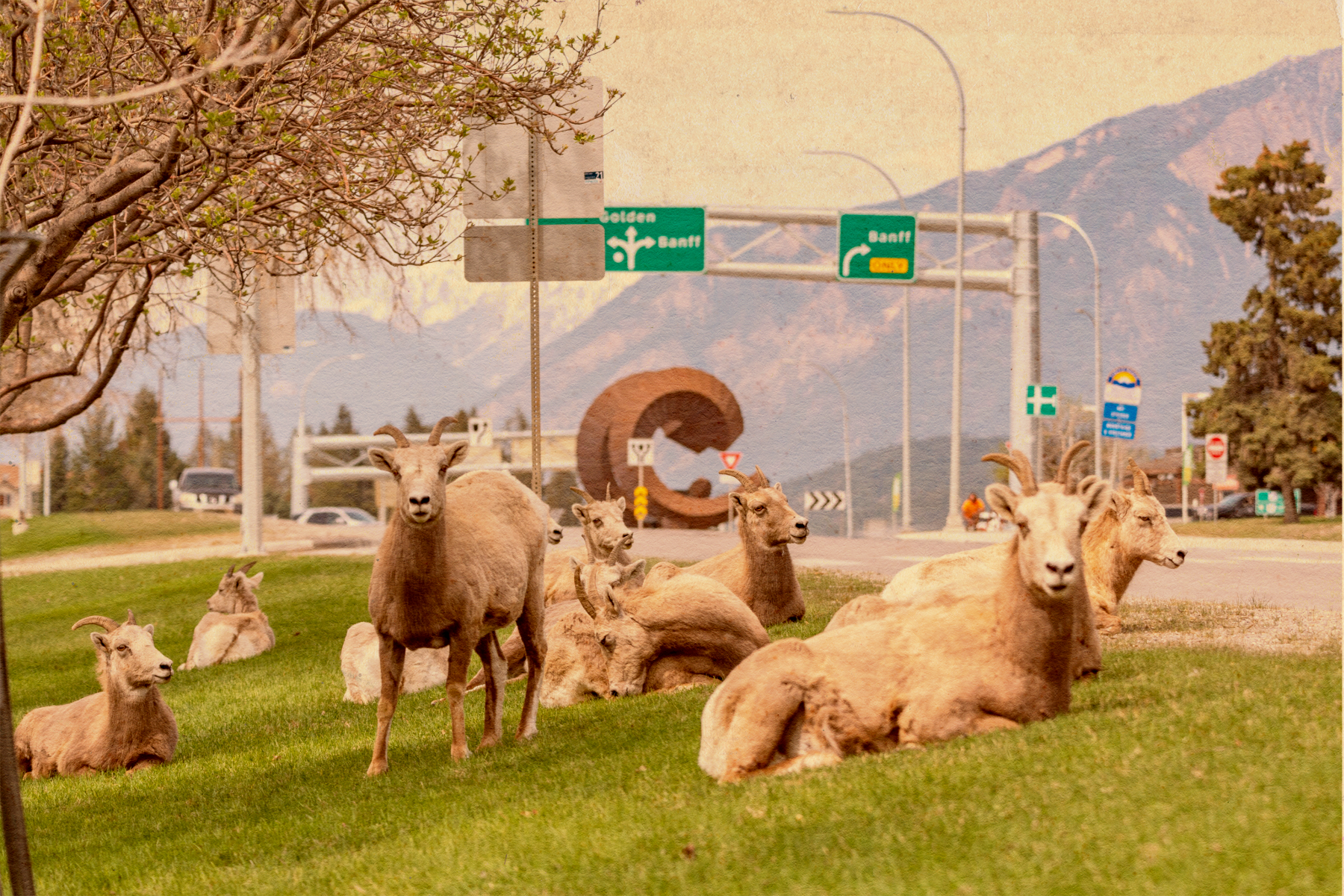 So many goats.