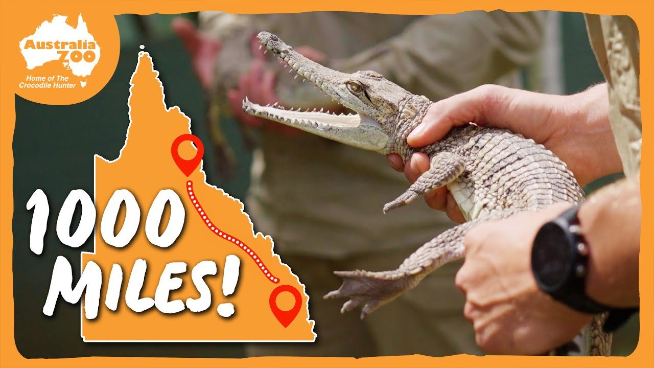cairns croc thumbnail.jpg