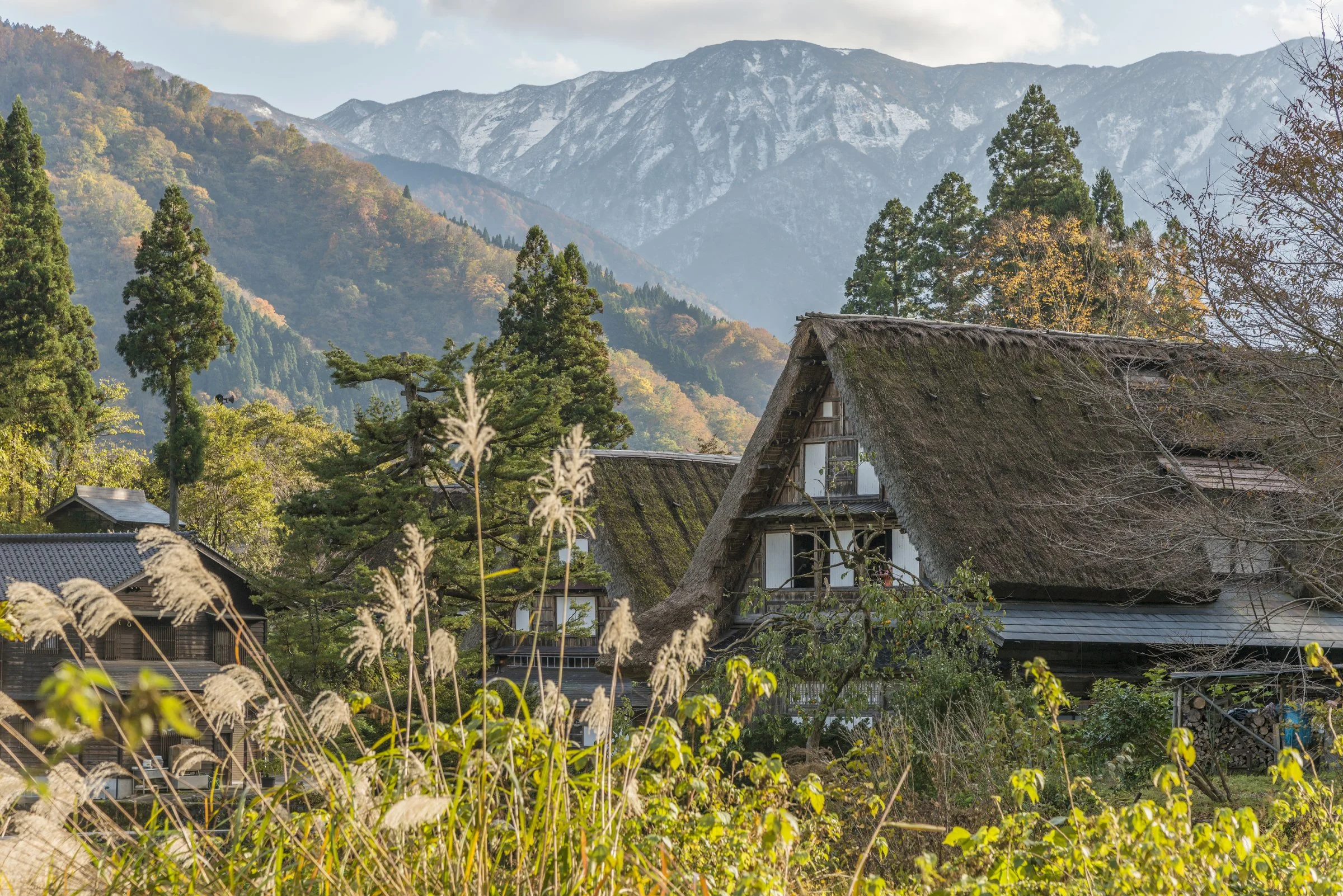 Traditional thatched-roof houses surrounded by trees and tall grass, with mountains in the background in Toyama, Japan.