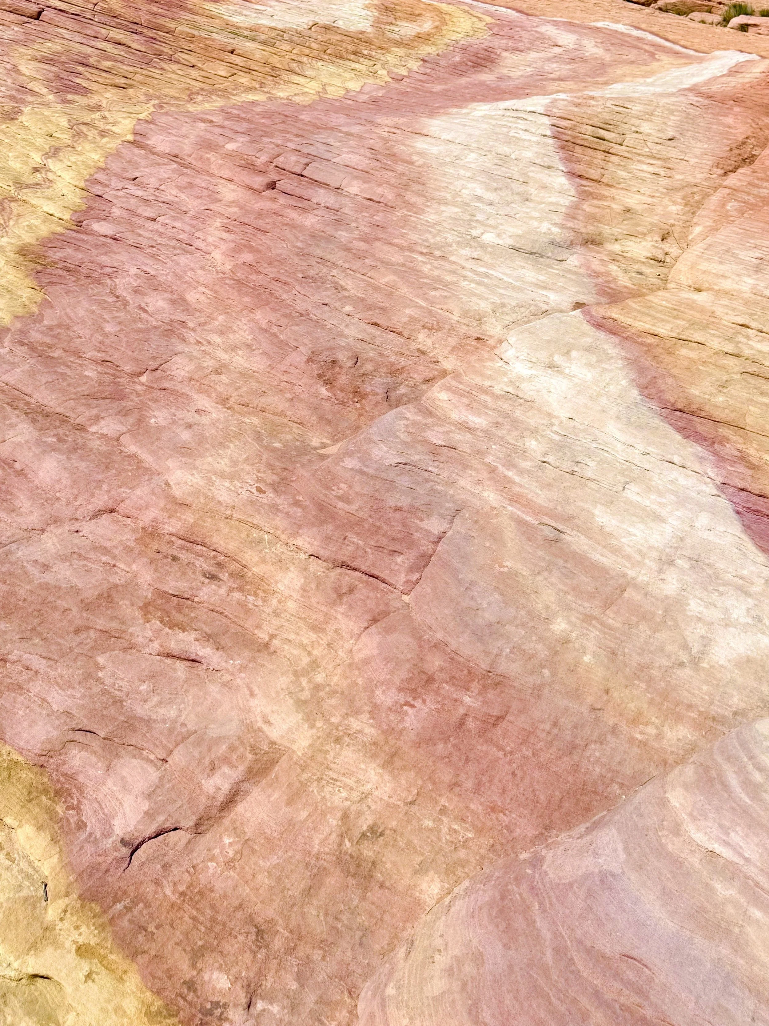 Nevada Desert Rose-full.jpg