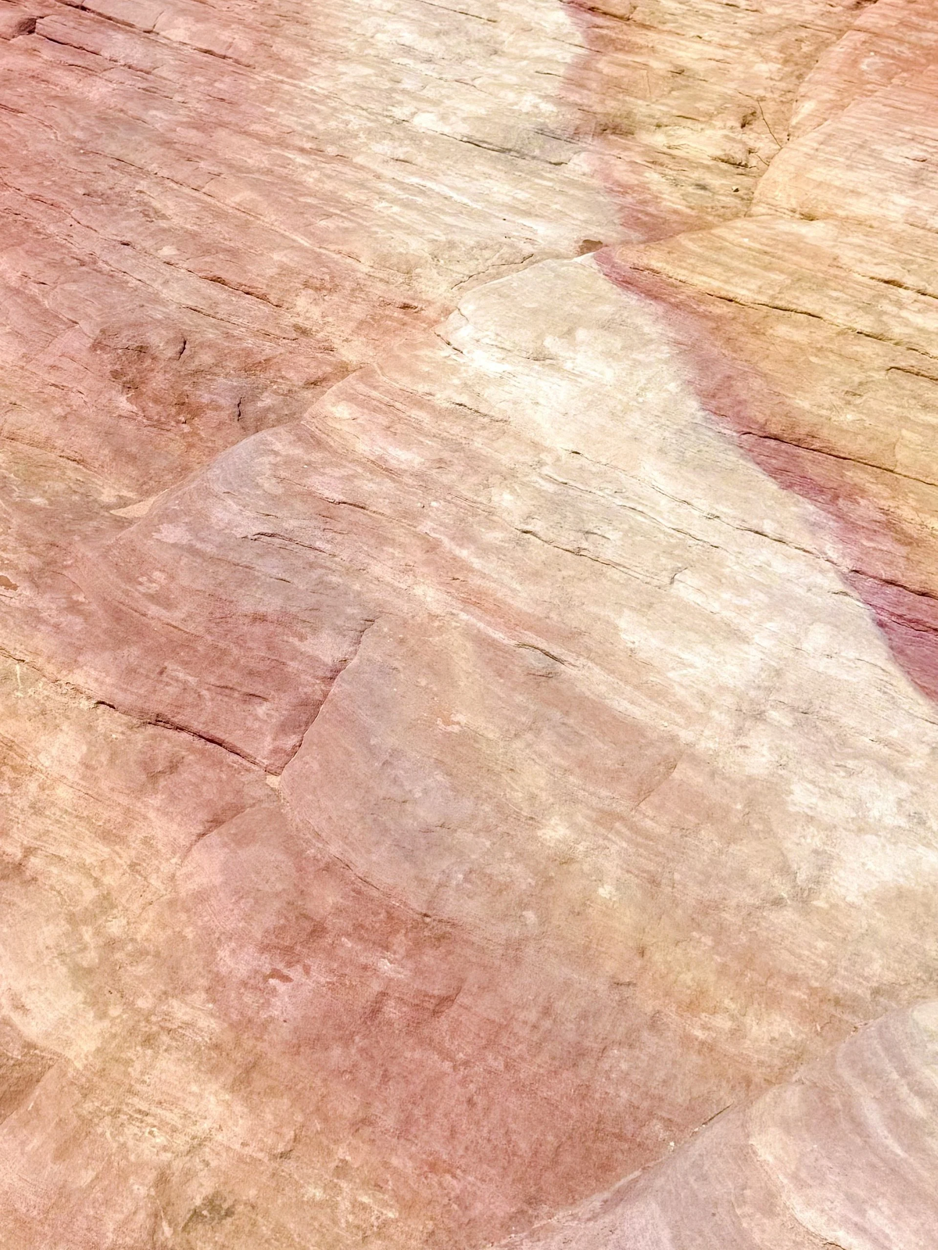 Nevada Desert Rose-detail.jpg