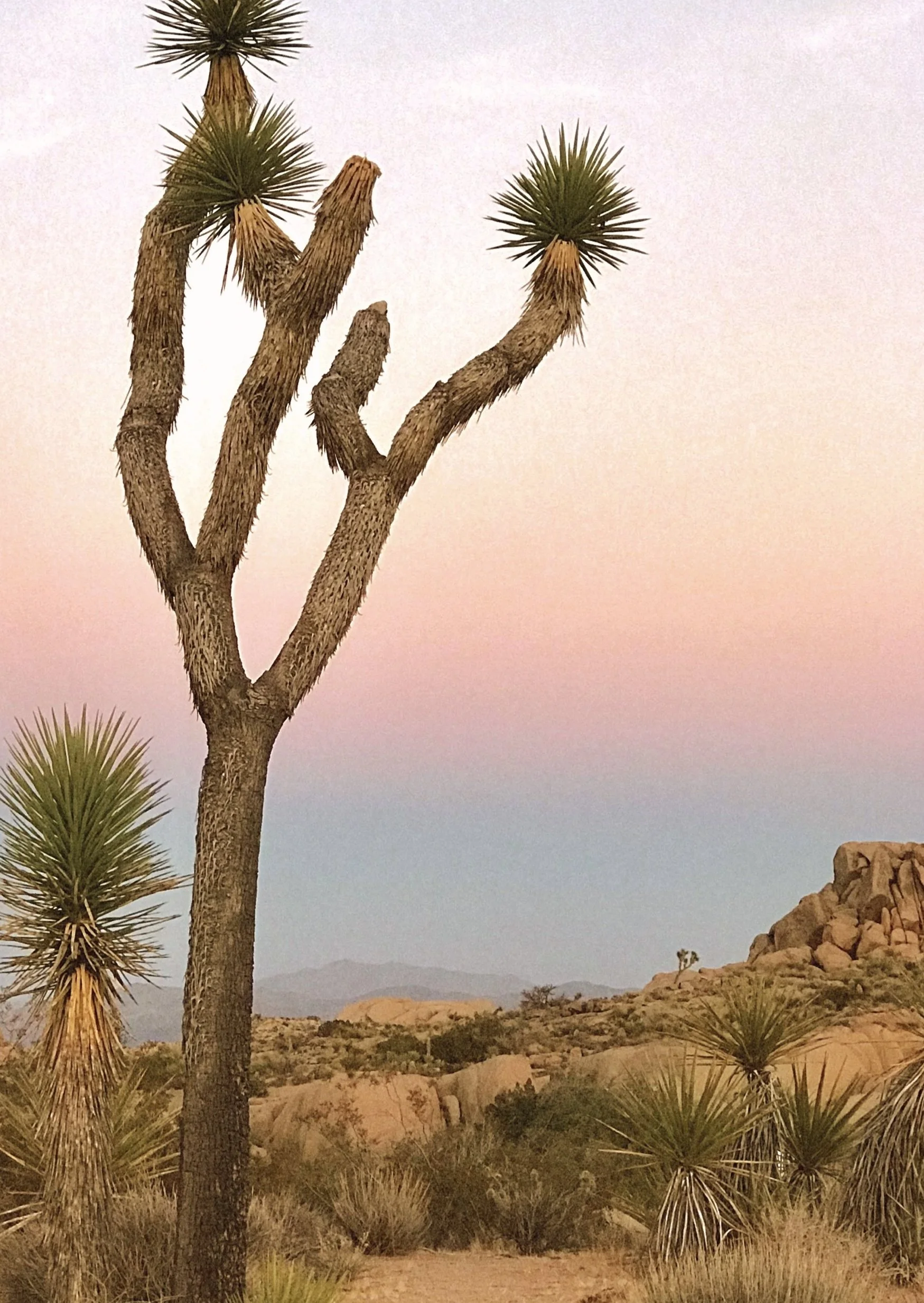 Joshua Tree Sunset-detail.jpg