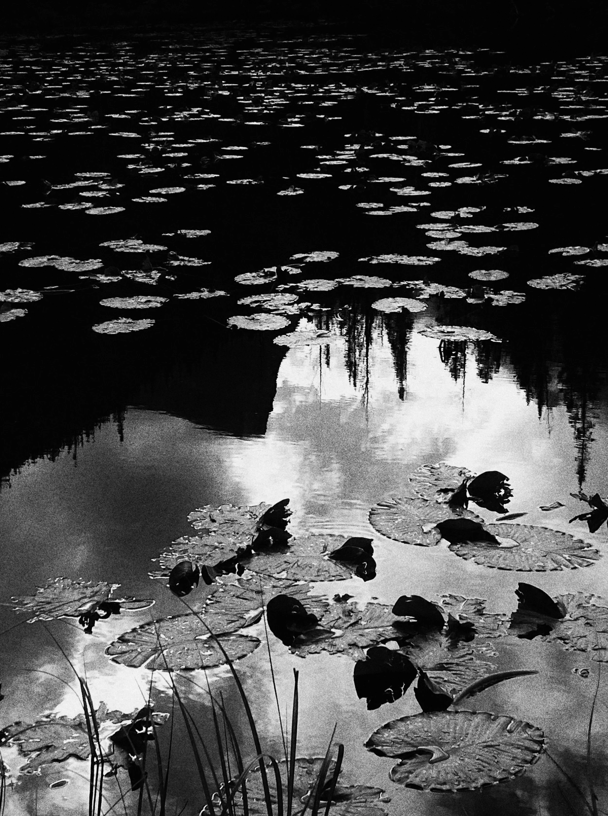 Lily Pad Reflections, Colorado-full.jpg