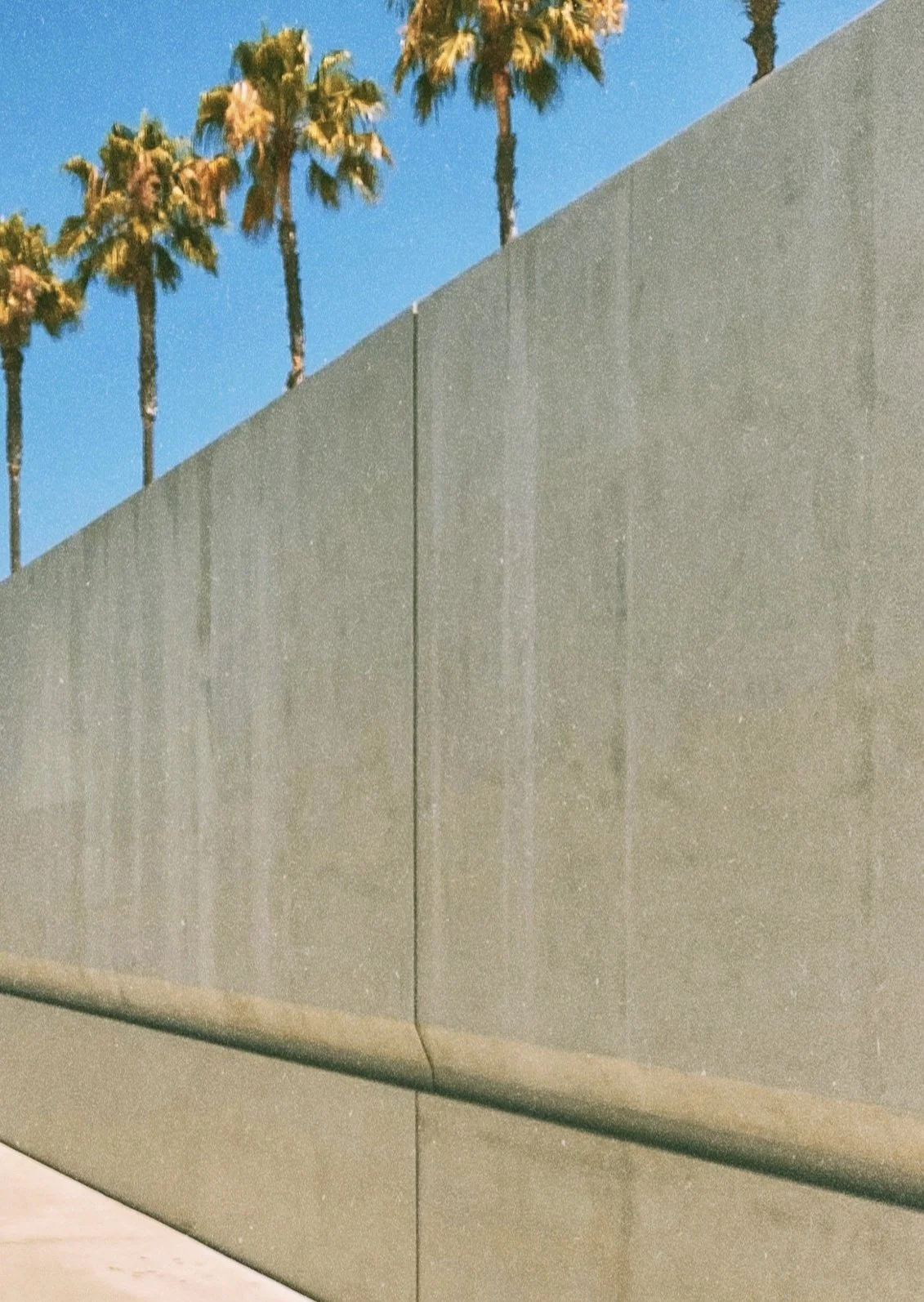 Palm Trees, Los Angeles-detail.jpg