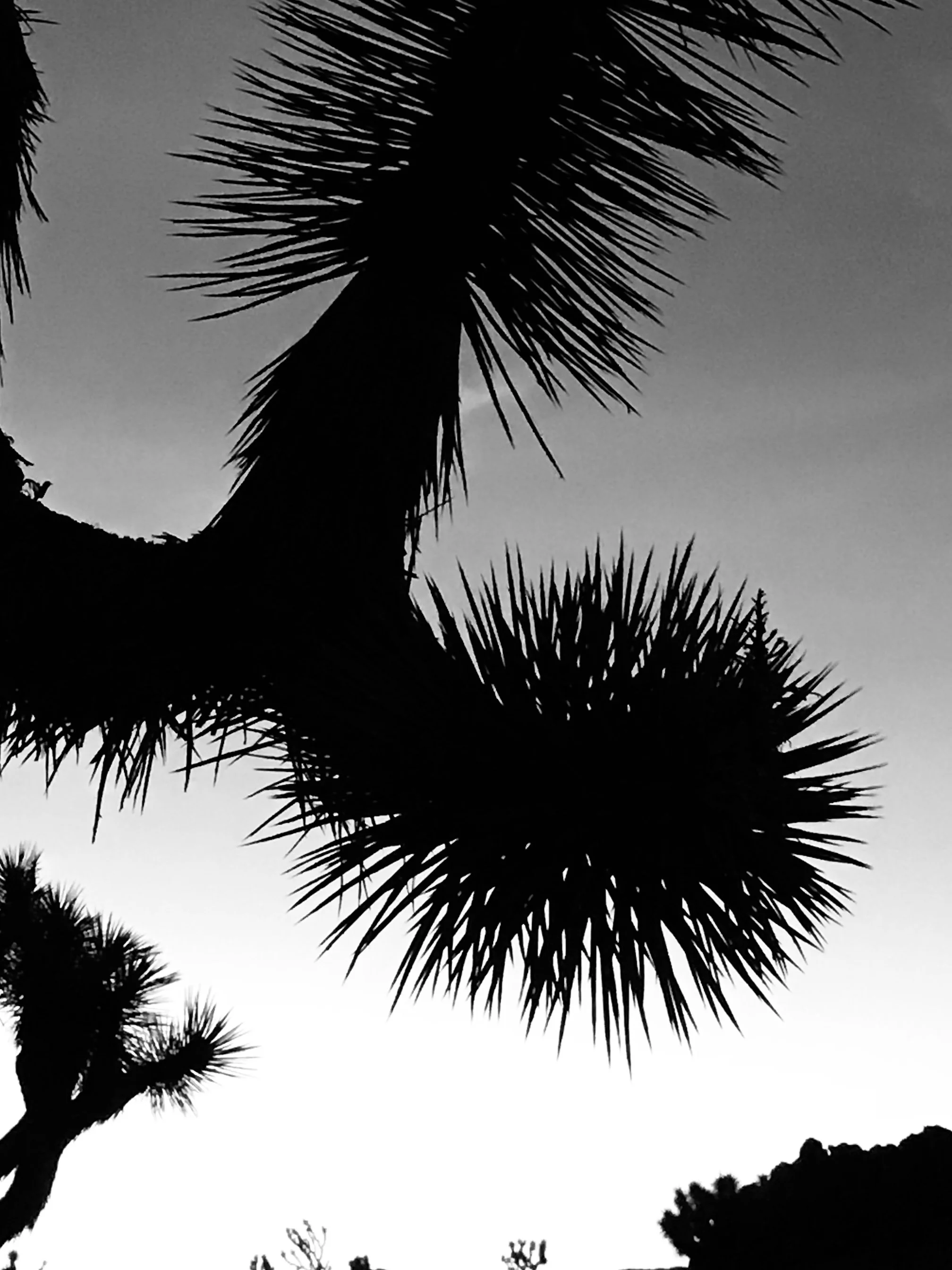 Sunset, Joshua Tree-detail.jpg