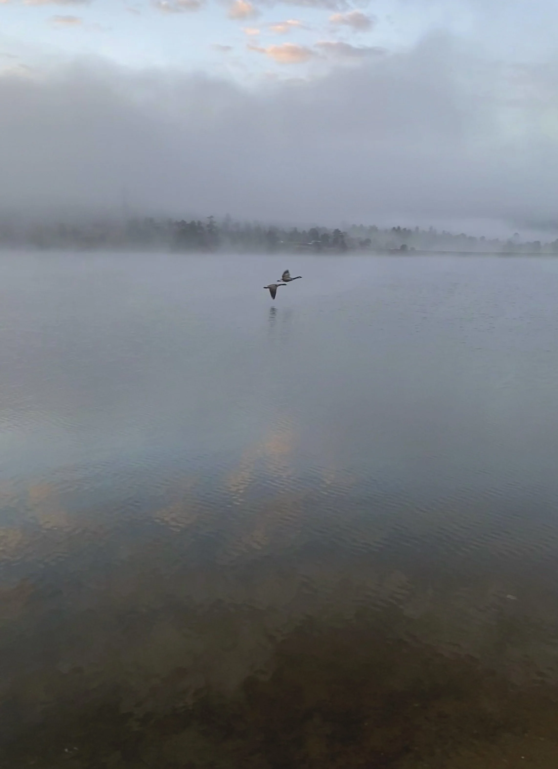 Migration, Colorado-full.jpg