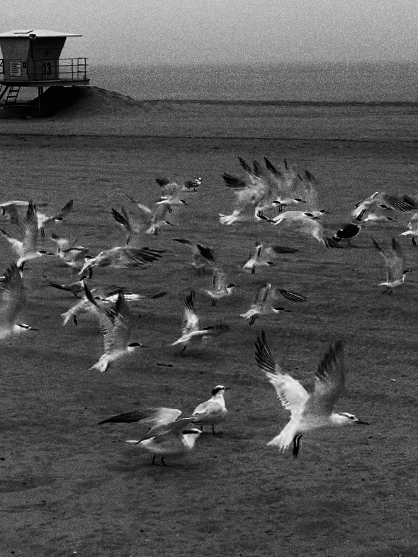Birds of a Feather, Southern California-detail.jpg
