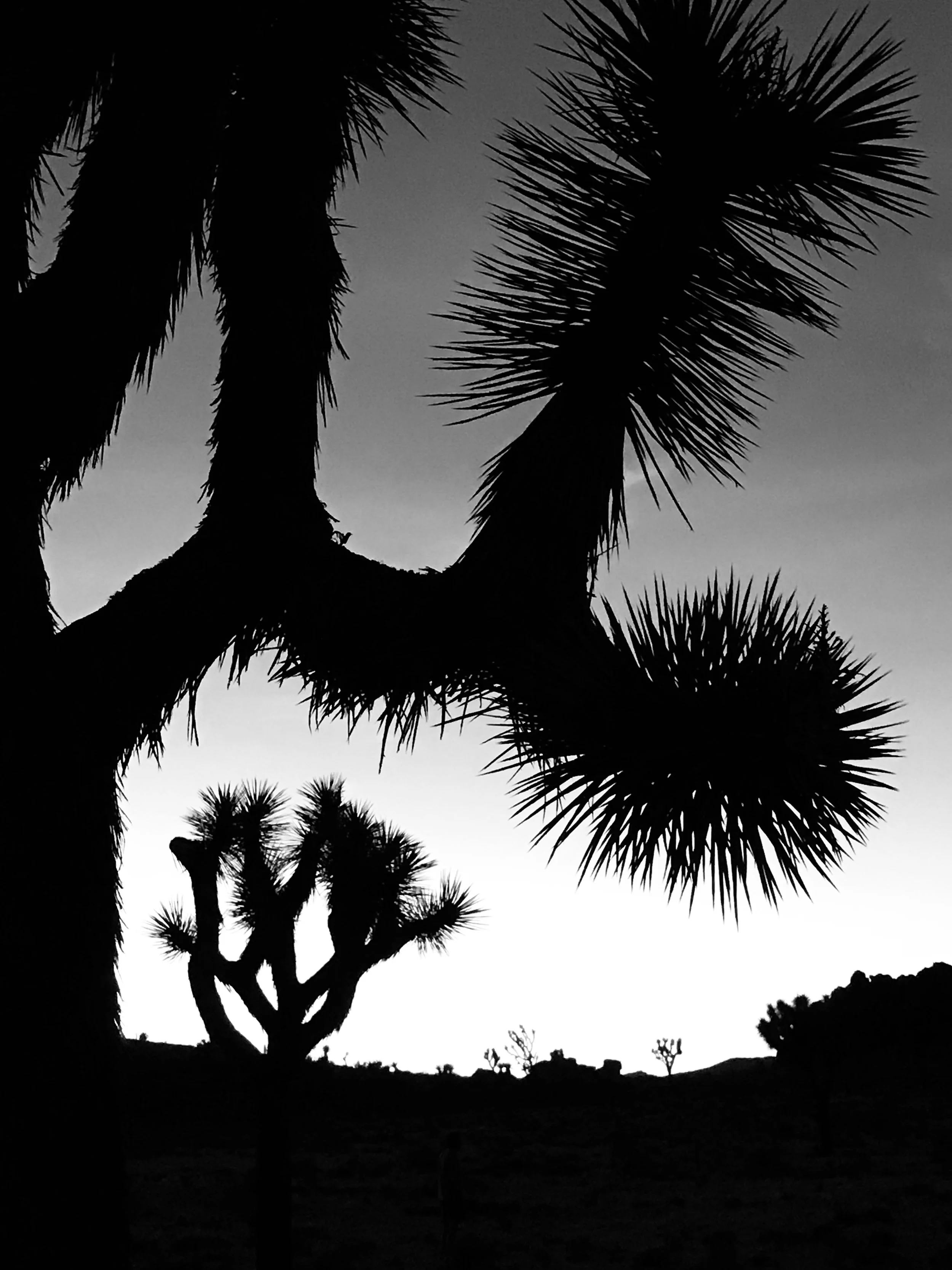 Sunset, Joshua Tree-full.jpg