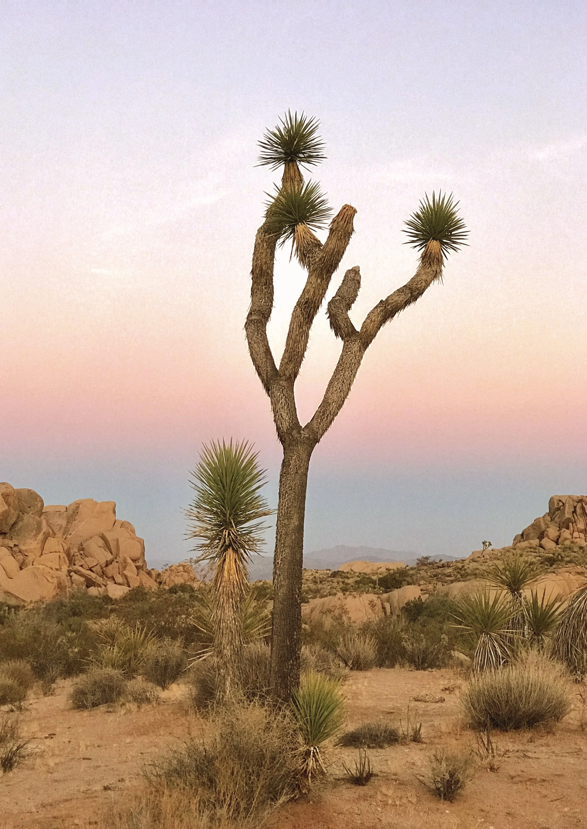 Joshua Tree Sunset-full.jpg