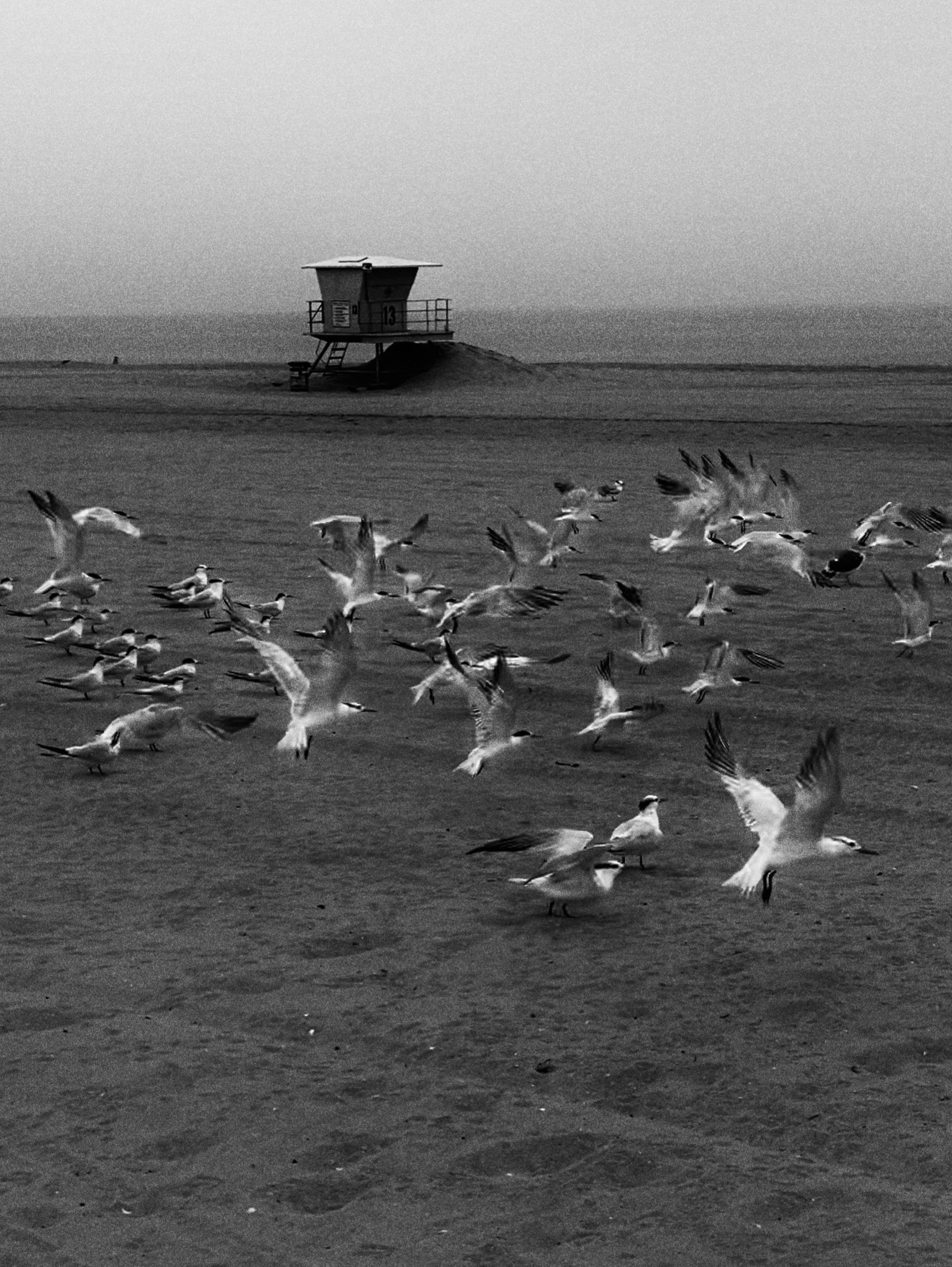 Birds of a Feather, Southern California-full.jpg