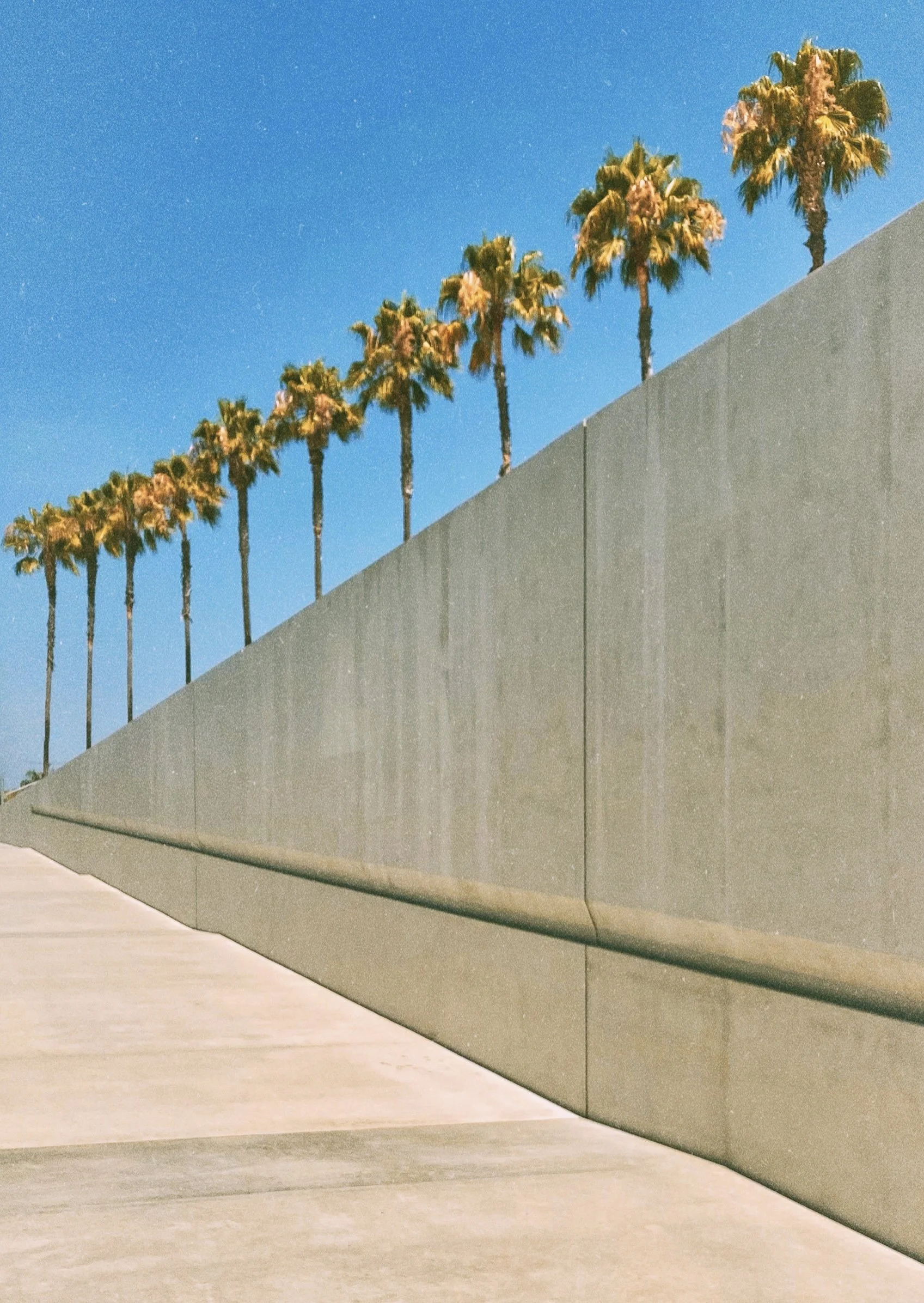 Palm Trees, Los Angeles-full.jpg