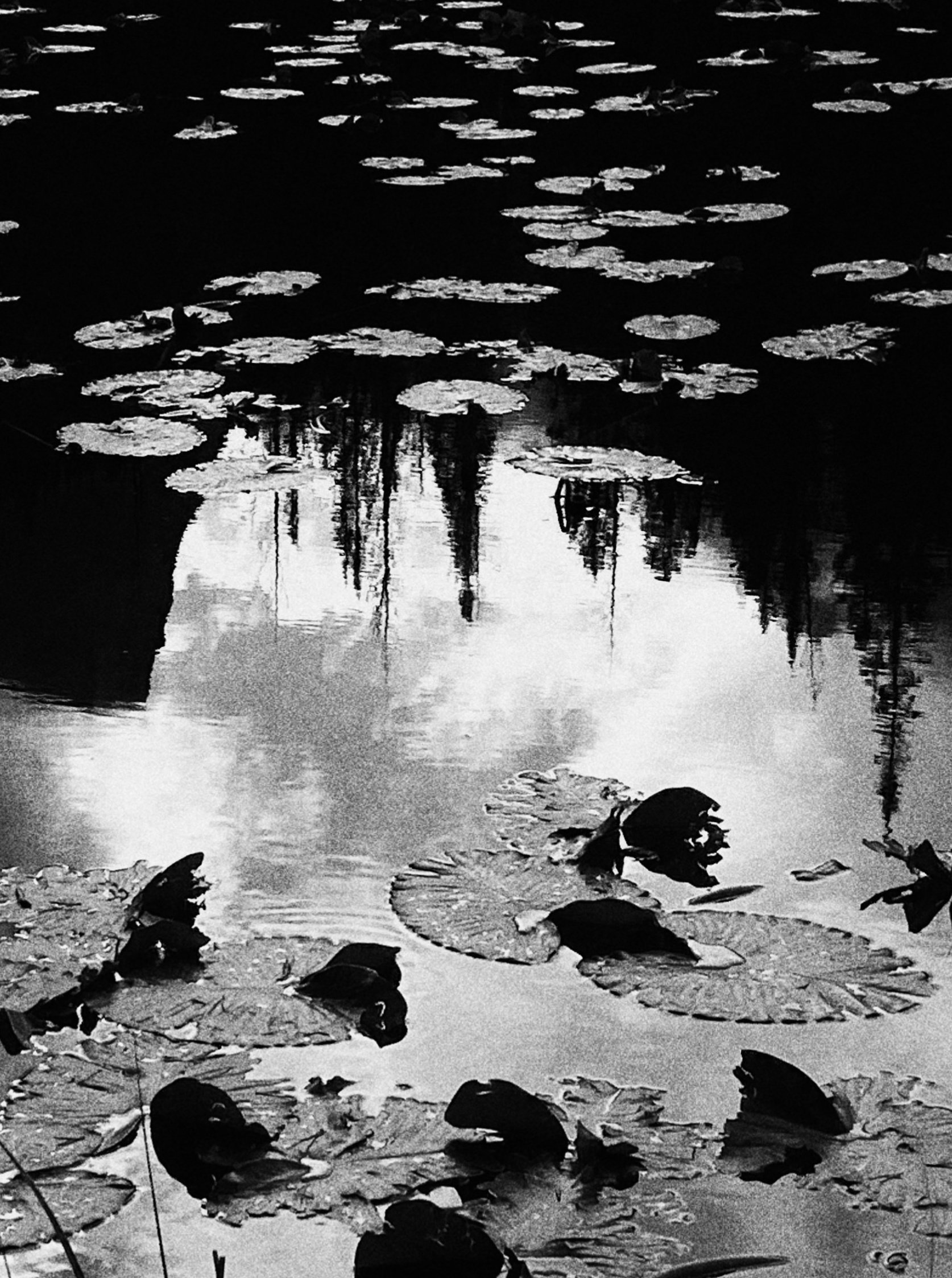 Lily Pad Reflections, Colorado-detail.jpg