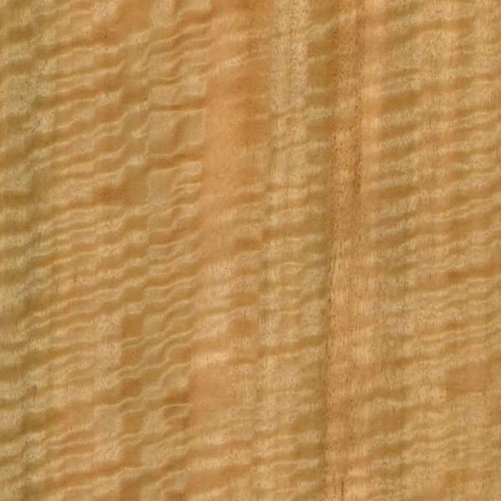Eucalyptus