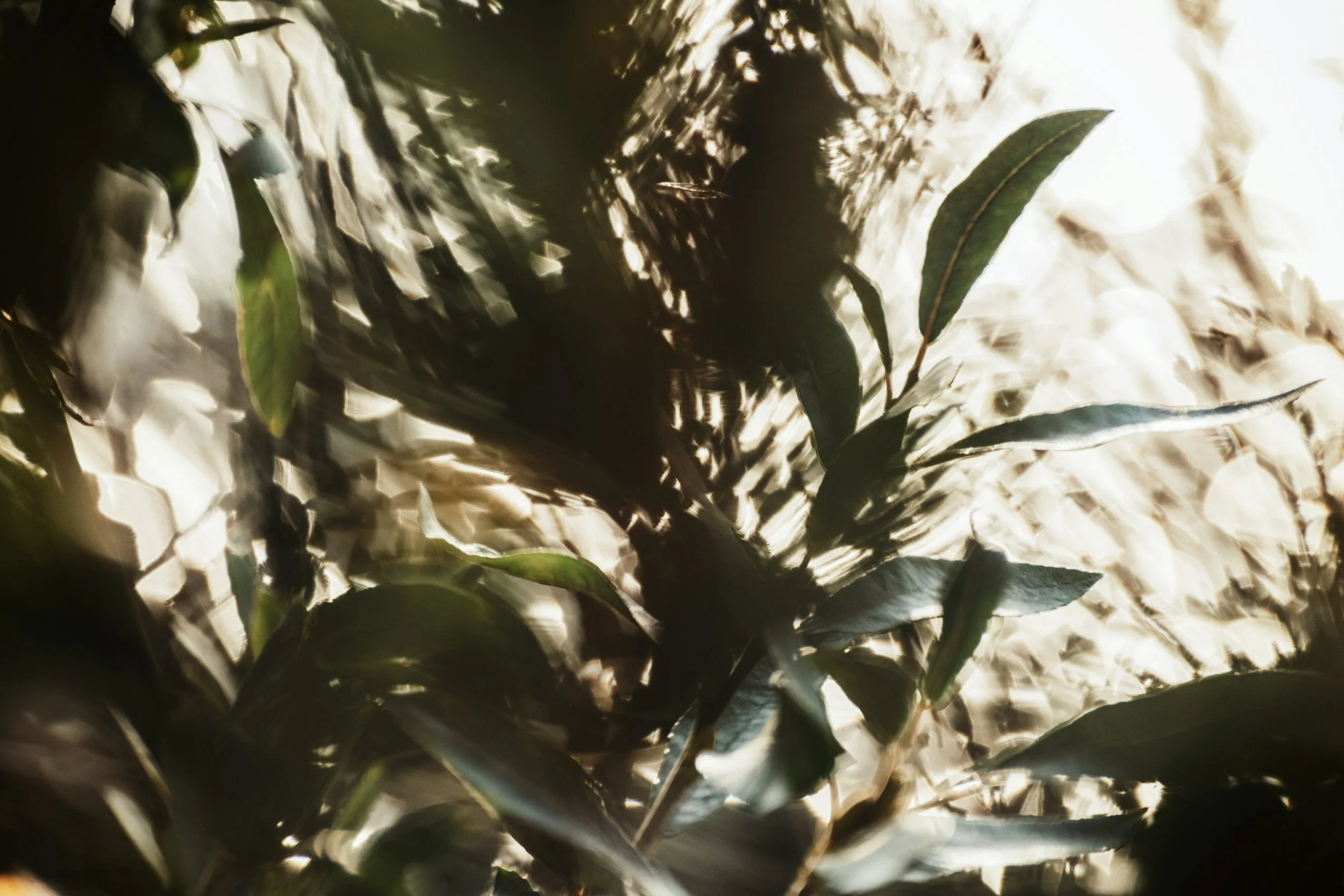 Sound Mapping: An auditory exploration of  nature