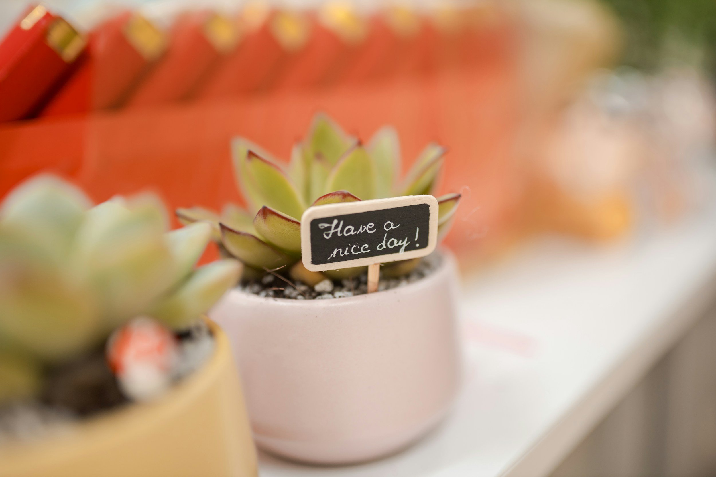 Succulent plants in pink and yellow pots placed on a white surface, with one pot having a small sign that says 'Have a nice day!'