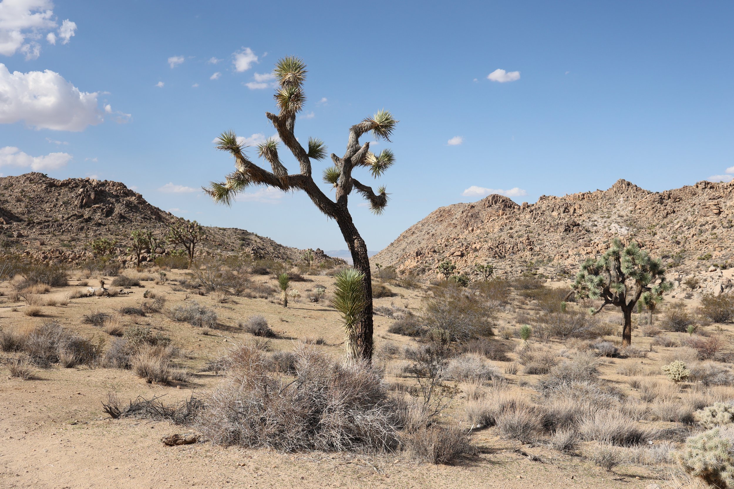 A desert landscape with a clear blue sky, featuring a prominent Joshua tree with spiky leaves, rocky mountains in the background, and sparse desert vegetation.