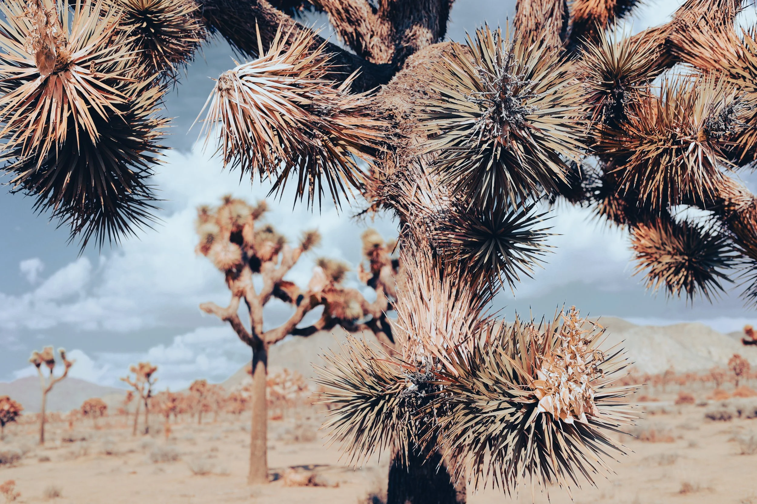 Close-up of a Joshua tree with spiky leaves in a desert landscape with more Joshua trees, mountains, and a partly cloudy sky in the background.