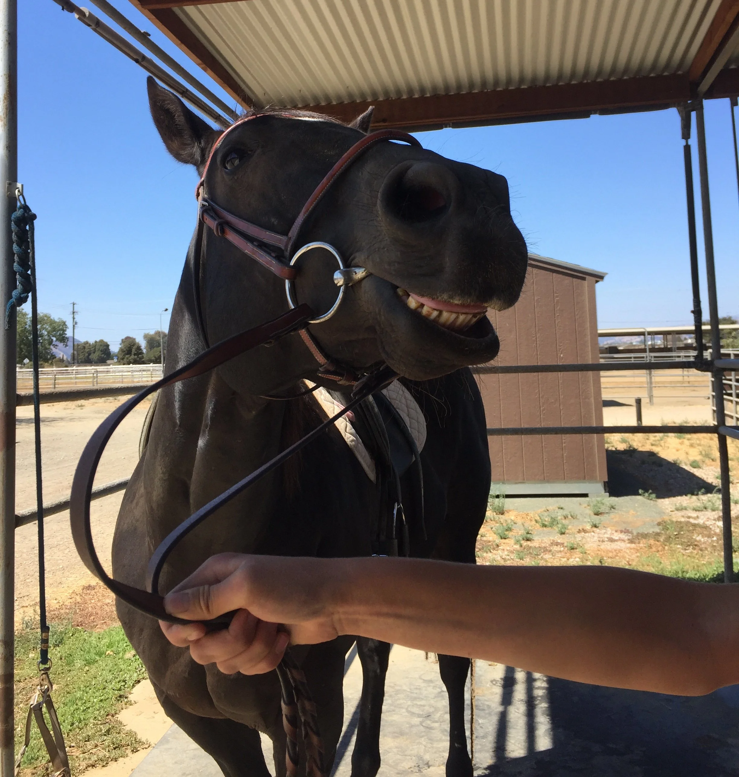 Close-up of a black horse with a wide grin, wearing a bridle, standing under a shelter at a stable.