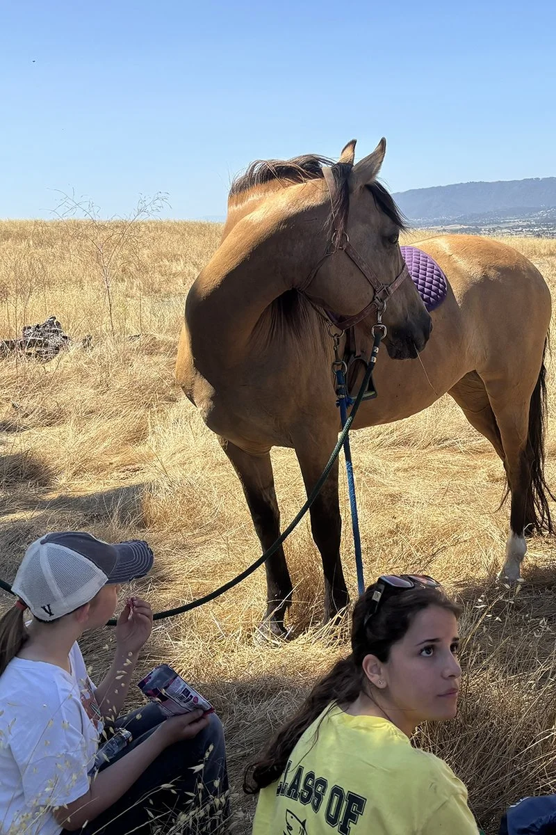 Two young girls sitting on dry grass in front of a brown horse with a purple saddle, outdoors in a sunny field with hills in the background.