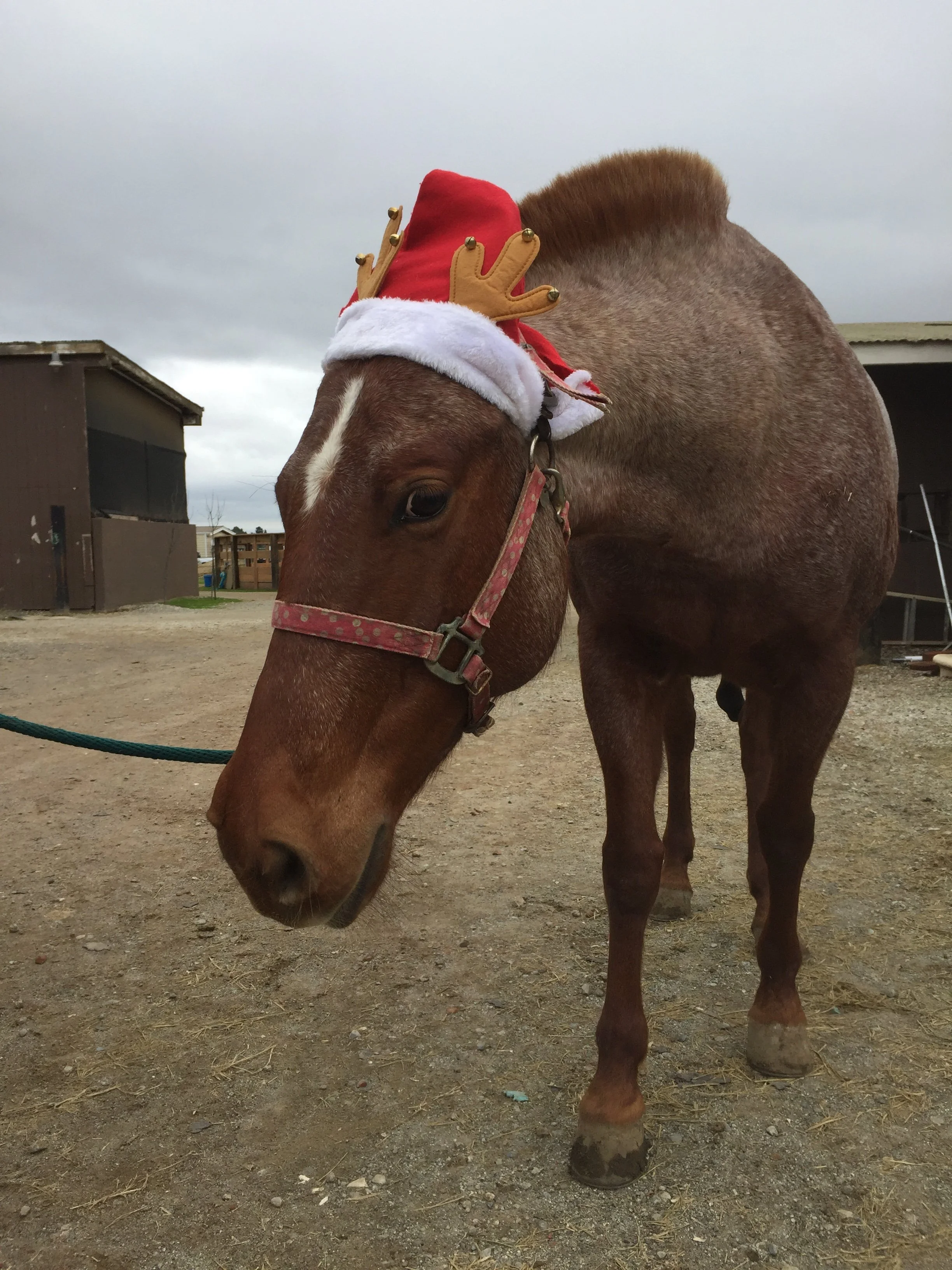 A brown horse wearing reindeer antlers, a Santa hat, and a red and gold crown, standing outdoors on a dirt ground with barns in the background.