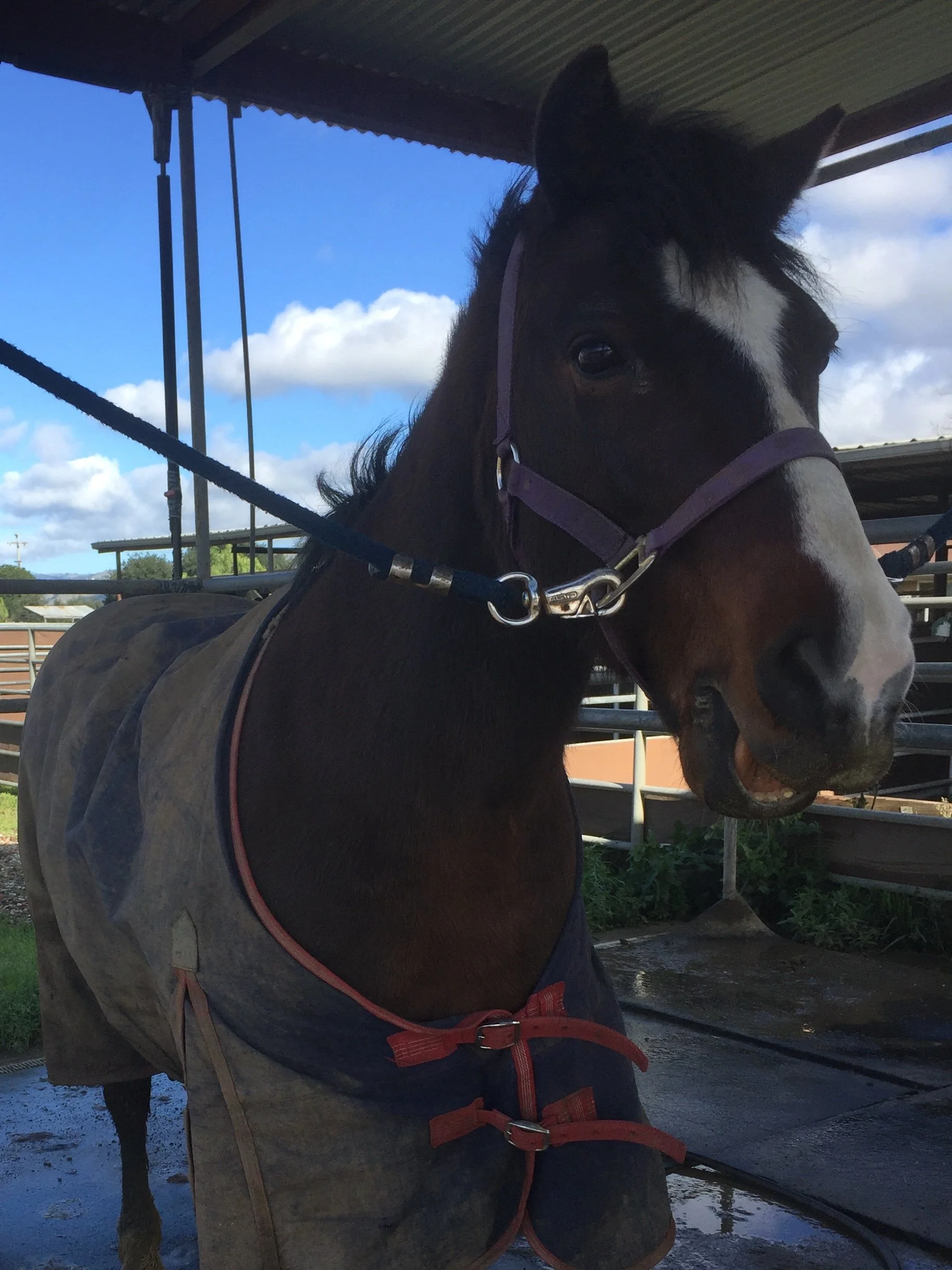 Close-up of a brown and white horse wearing a blanket, standing in a stable with a metal roof and blue sky with clouds in the background.
