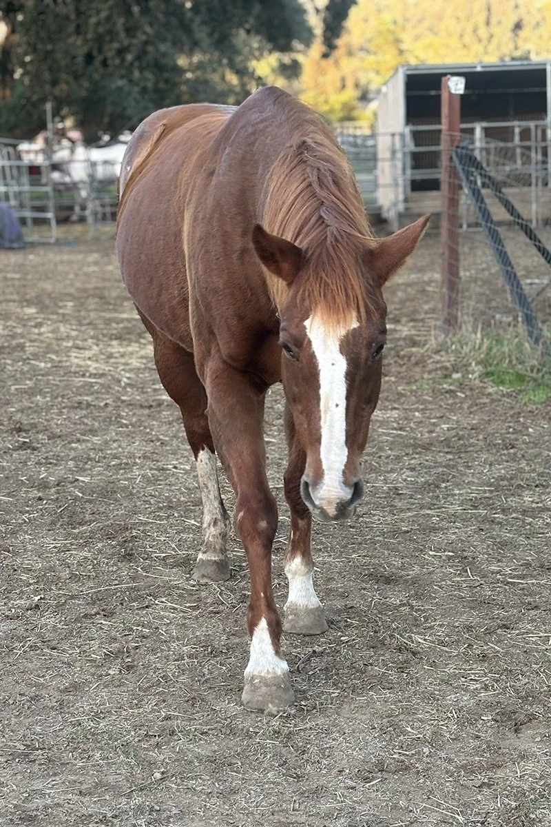 A chestnut horse with a white blaze on its face walking on a dirt path at a stable or ranch.