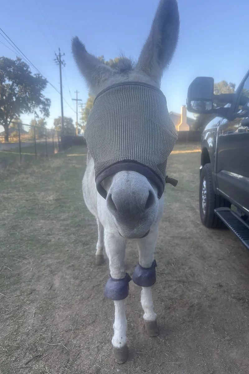 Close-up of a donkey wearing a mesh fly mask, boot covers on its legs, standing on dirt ground next to a black pickup truck, with trees, utility poles, and a fence in the background under a clear blue sky.