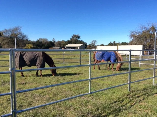 Two horses grazing in a fenced pasture under a clear blue sky with small buildings in the background.