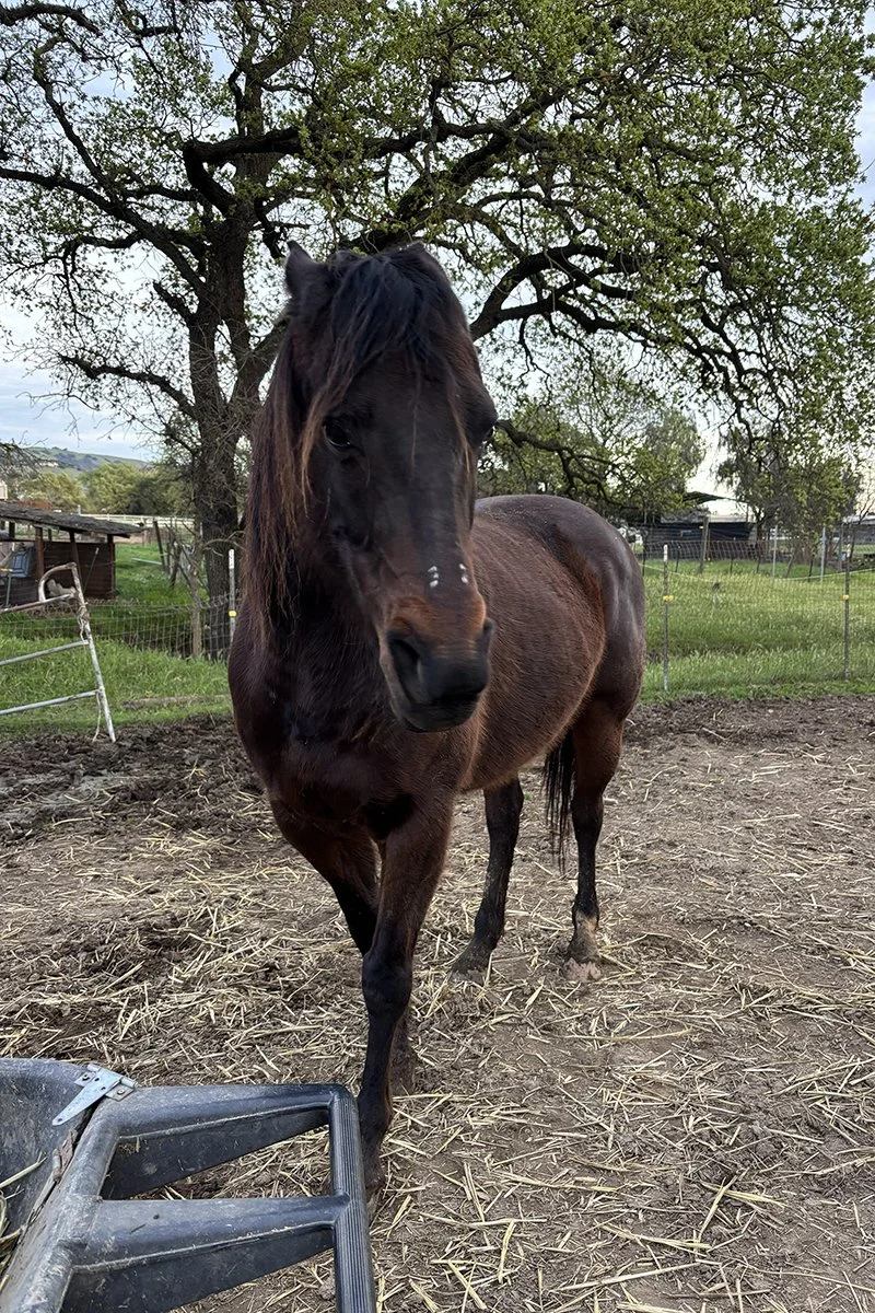 A brown horse standing in a grassy farm area, with trees and fences in the background, and a metal food trough in the foreground.