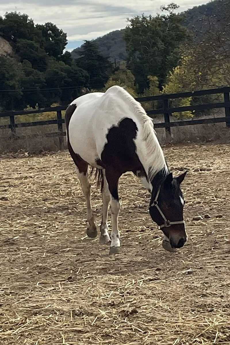 A black and white pinto horse grazing on hay in an outdoor paddock with trees and hills in the background.