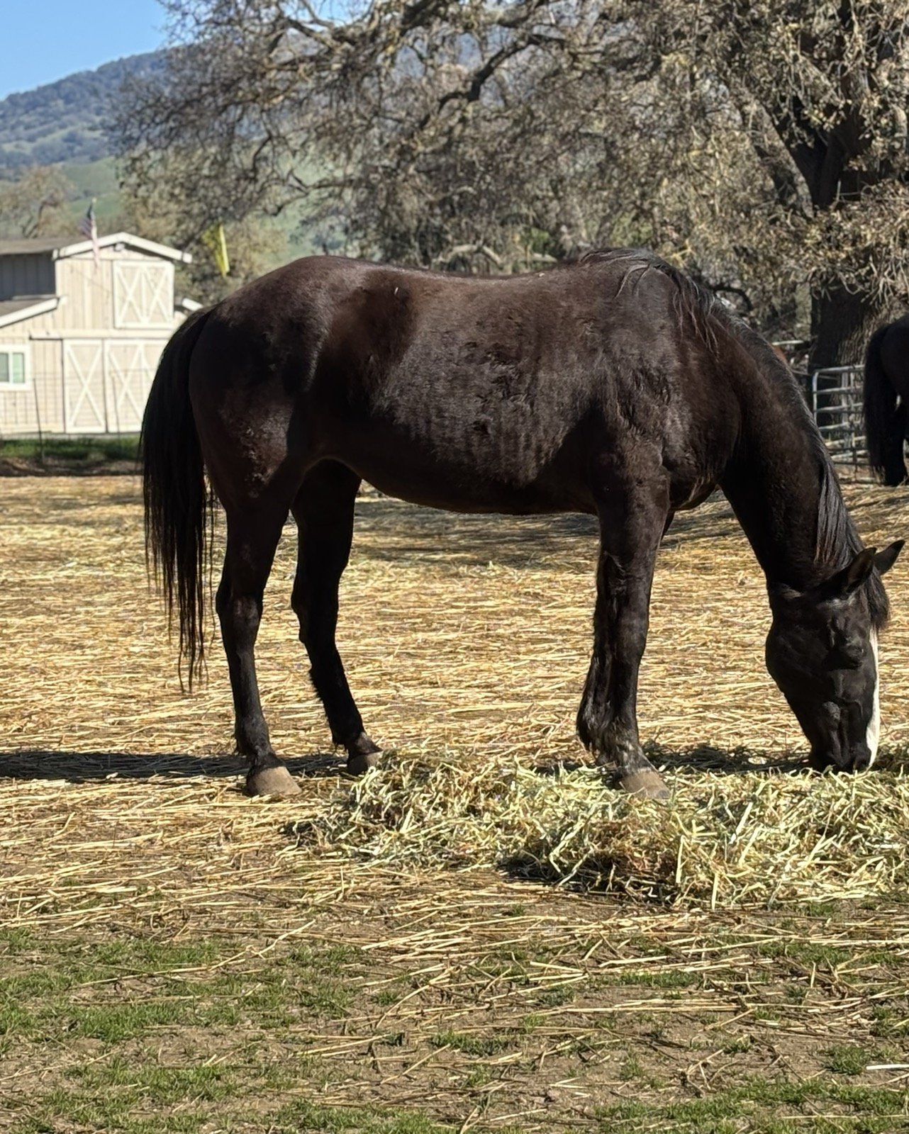 A dark brown horse with a long tail grazing on hay in a farmyard with a white barn, trees, and a mountain background.